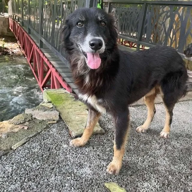 Botas — 8 Years | 17 kg | Located in Mexico | Ready for the next flight to YVR — Safe at last and hoping for the chance to begin a beautiful new chapter.

Botas once belonged to someone who loved him dearly. Sadly, after his owner passed away, he fou