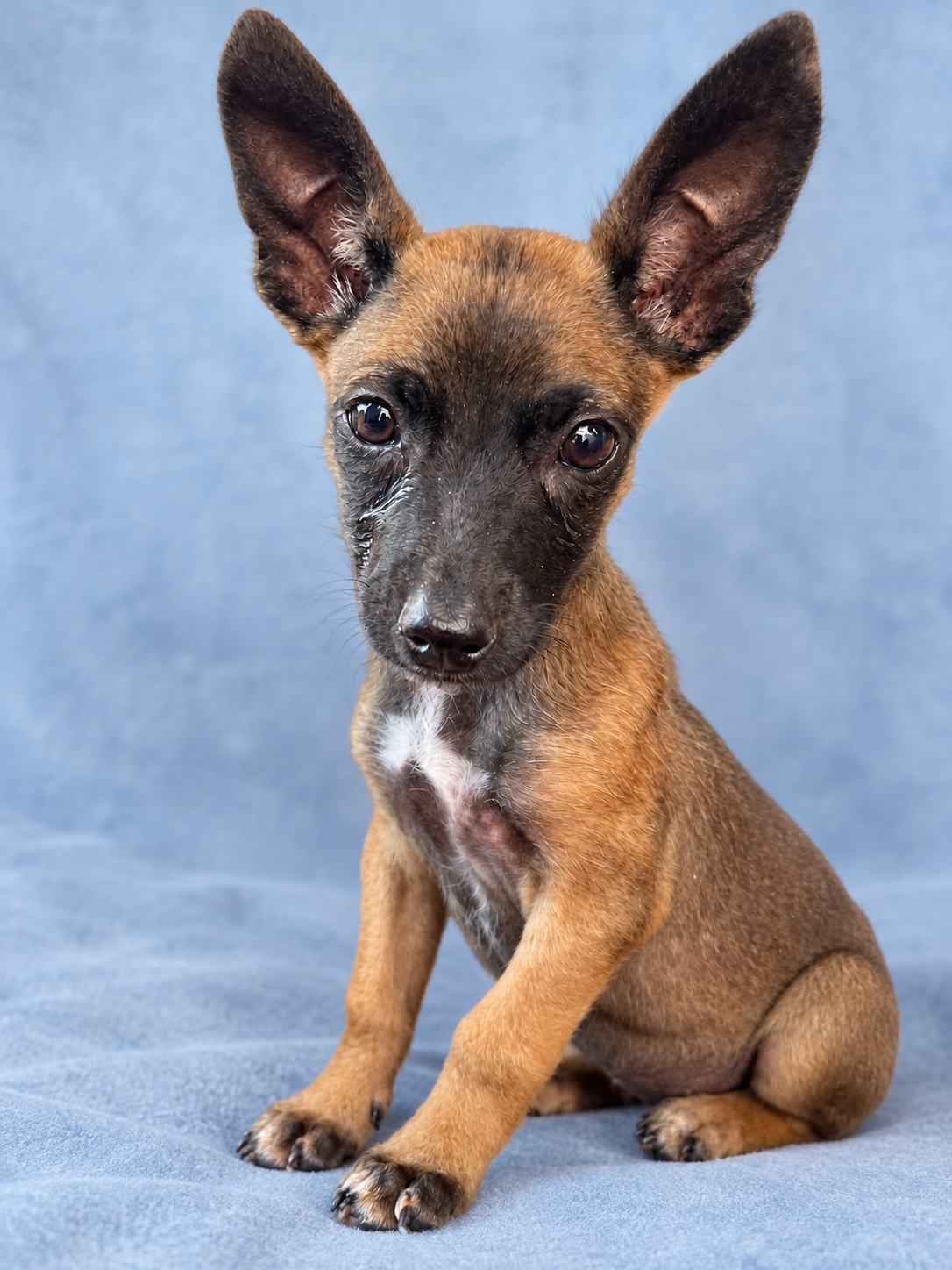 SARGENTO — Puppy | 2.3 kg | Male | Located in Mexico

Sargento’s journey to us started with a bus ride. 🐾

While I was in Mexico visiting Yara and meeting the dogs, we went to the bus station in Mendoza to pick up Yara’s daughter, Daixa.

And of cou