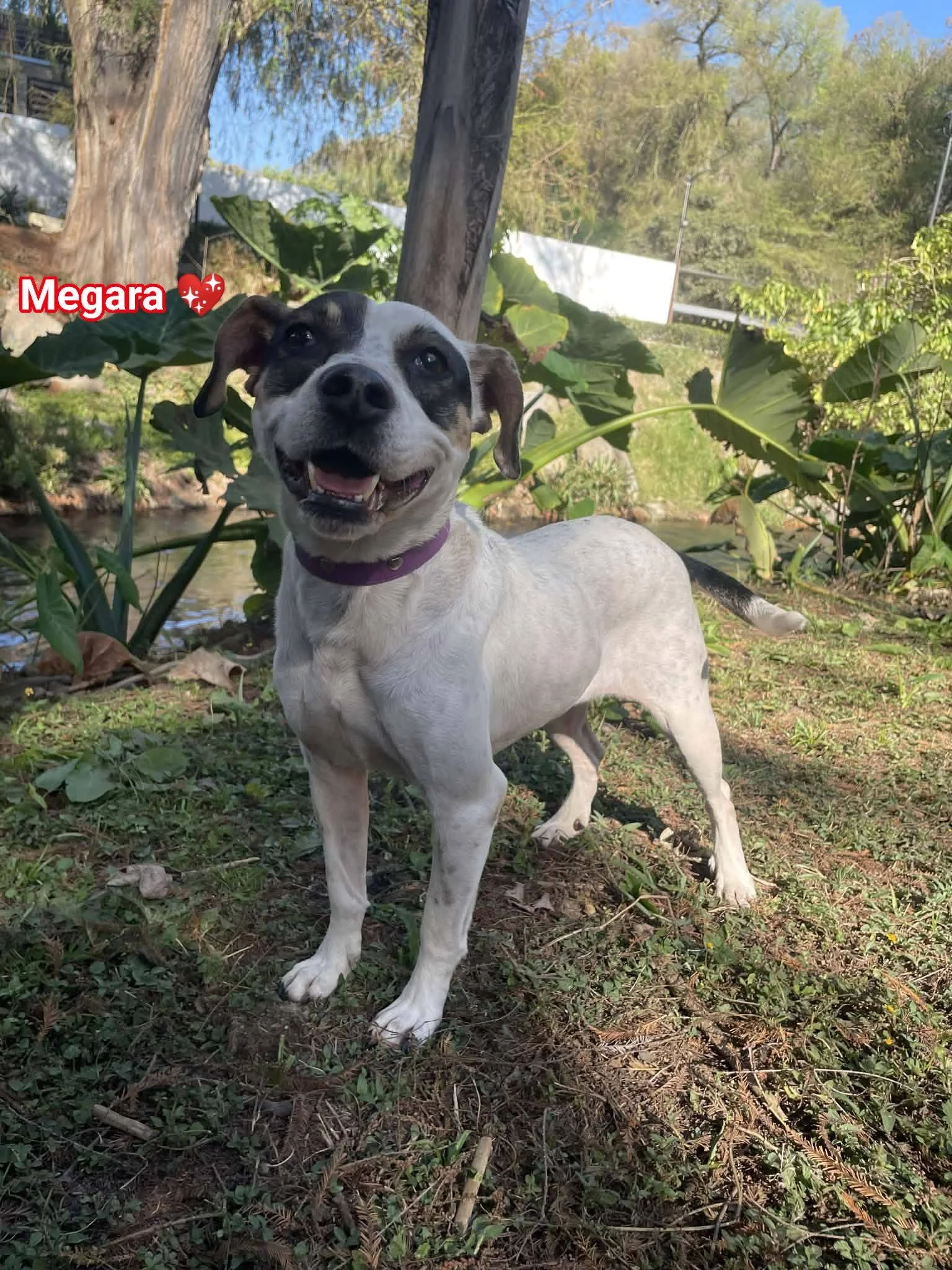 Megara —13 kg | 5 years old | Terrier Mix |
Located in Mexico | Ready for the next flight to YVR — Sweet ,affectionate