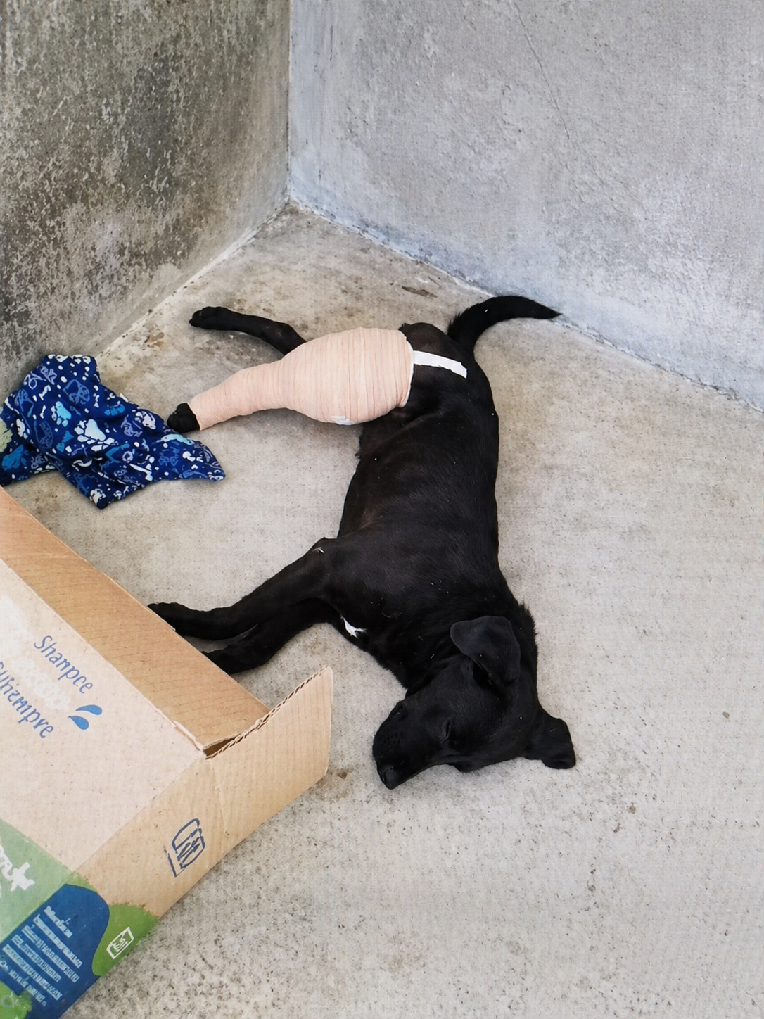 Blackjack —At the time of rescue, in a shelter with a broken leg and without proper care. 