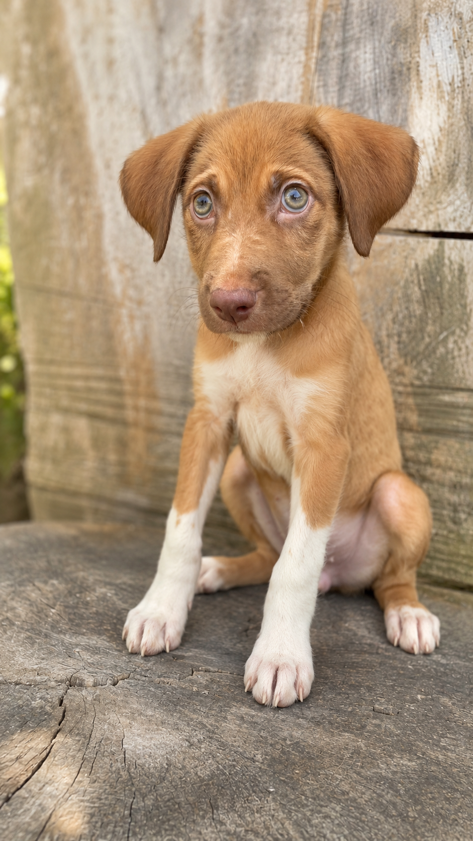 Anelis — 4.4 kg Weight updated 7/17/26 | Puppy | Mixed Breed | Located in Mexico | Ready for a family of her own

Sweet, resilient, and ready for a loving family.

Anelis was found living underneath a supermarket with her siblings. They had made thei