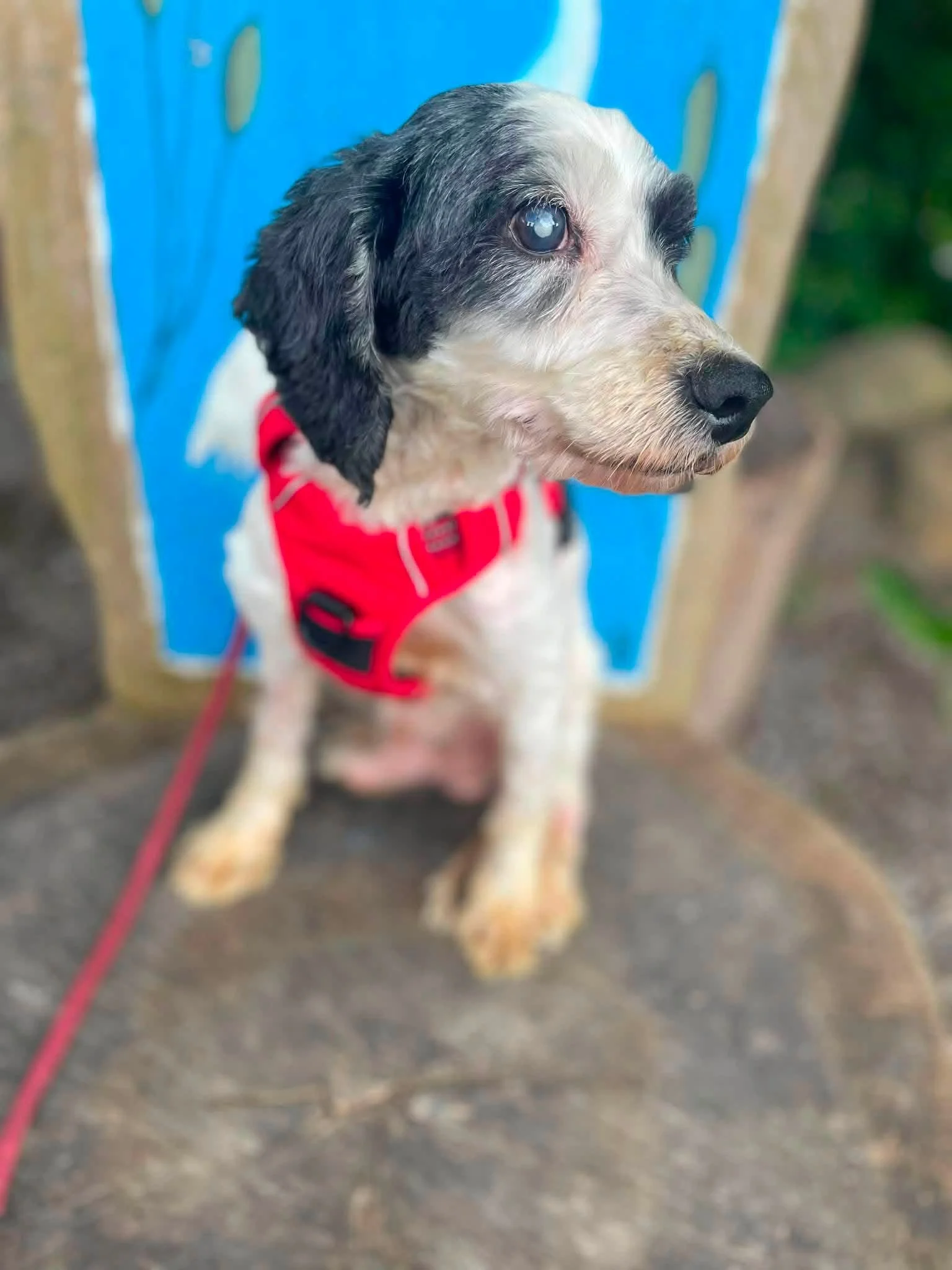 Rolo — 8.46 kg | 8 Years Old | Best Guess Breed: Shih Tzu–Poodle Mix | Blind | Located in Mexico | Ready for a family of his own

Sweet, resilient, and finally learning what it feels like to be safe.

Rolo came to our attention after he was found in 
