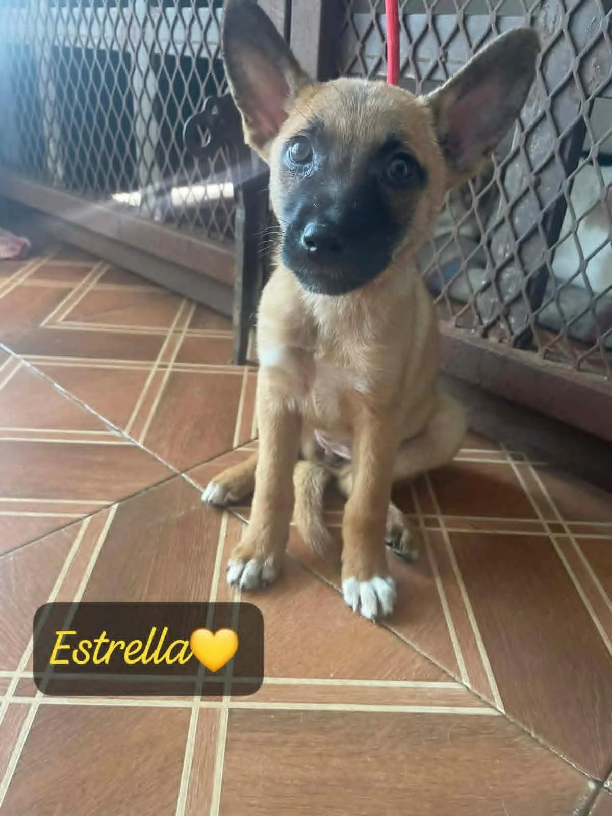 Estrella —2.4 Kg |  Puppy | Belgian Malinois Mix | Located in Mexico | Ready for adoption to YVR and can fly or be  adopted within BC— Estrella was rescued with her siblings after being found in danger near the river. Yara stepped in quickly to bring