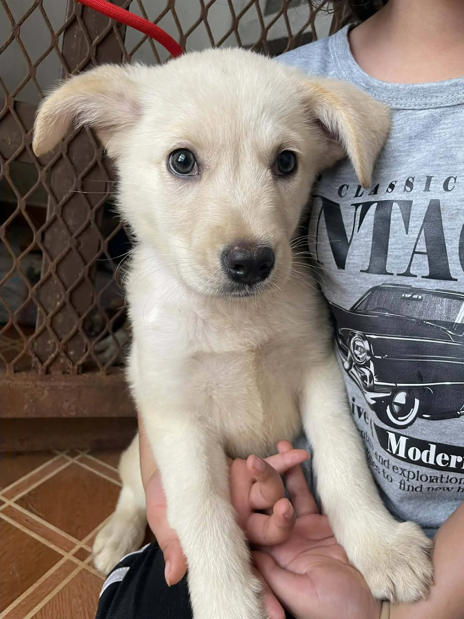 Alaska —2.4 kg | Puppy | Lab Mix | Located in Mexico | Ready for the next flight to YVR | Playful, loving, full of personality