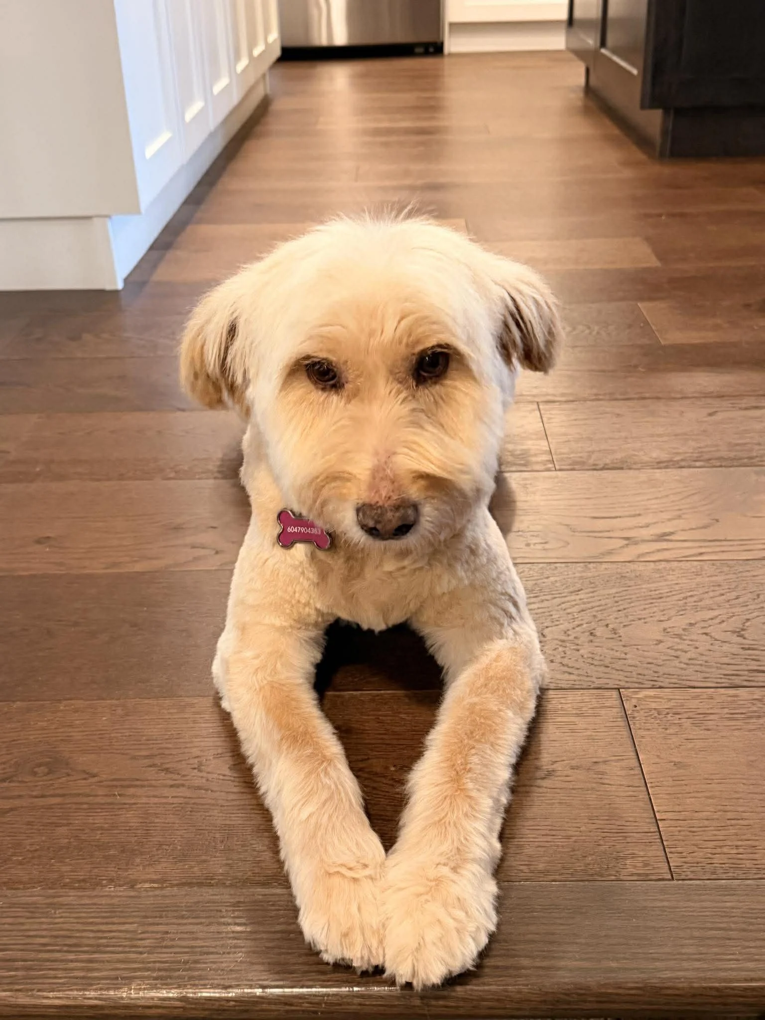 Loretta — Now safe, healthy, and living in a home here in B.C. Loved, cared for, and exactly where she belongs. 