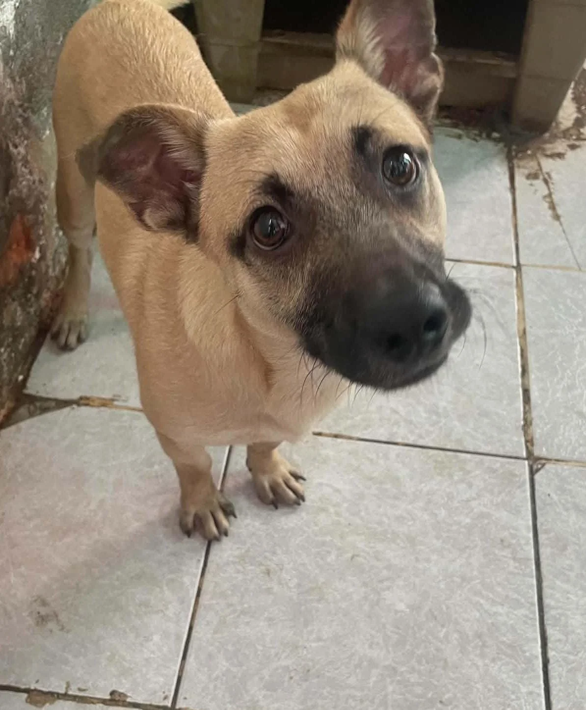 ROCCO — 12 kg | Male | Mixed Breed | Located in Mexico

Rocco is one of the dogs whose story I got to be part of personally.

When I was in Mexico with Yara, I went with her to pick up Rocco and Rael. A local man had taken them in to keep them off th