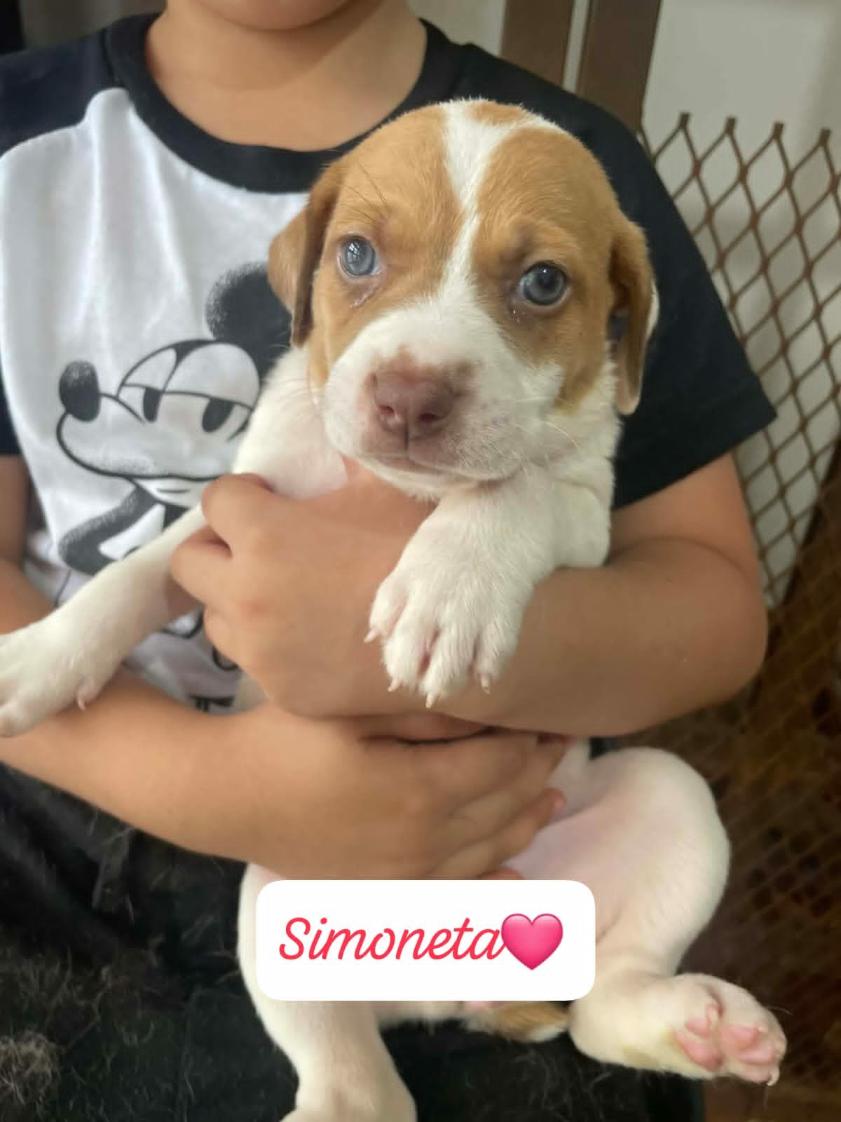 Simoneta — 2.1 kg | Puppy | Mixed Breed | Located in Mexico | Ready for a family of her own

Sweet, resilient, and ready for a loving family.

Simoneta was found living underneath a supermarket with her siblings. They had made their shelter beneath t