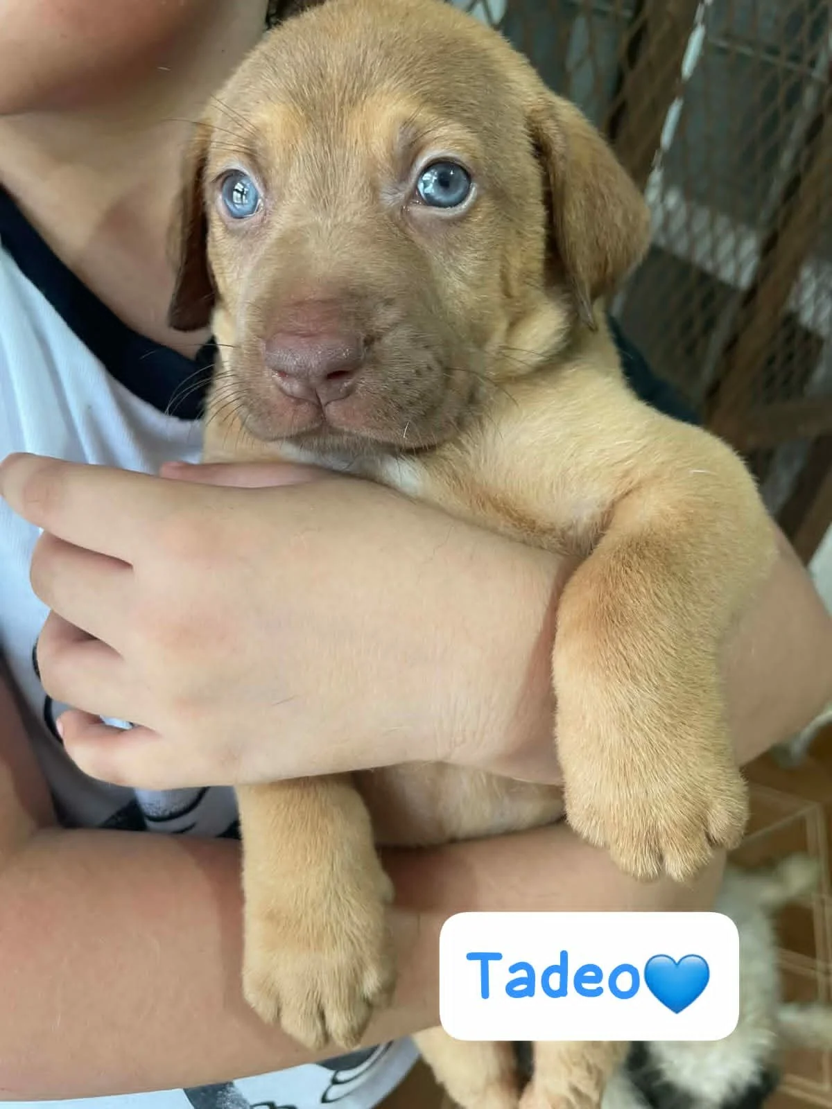 Tadeo — 2.6kg | Puppy | Located in Mexico | Ready for a family of his own. Sweet, resilient, and ready for a loving family.

Tadeo was found living underneath a supermarket with his siblings. They had made their shelter beneath the building, hidden b