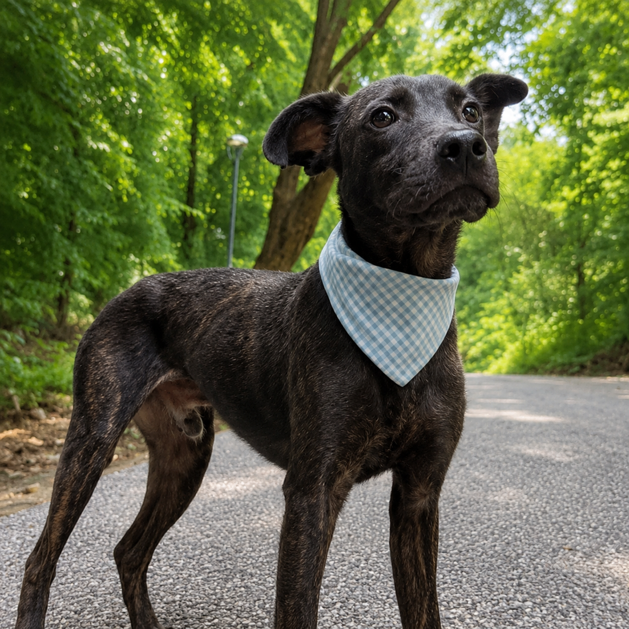 Balam — 12 kg | 1 yr | Lab Mix | Located in Mexico | Ready for the next flight to YVR — Sweet, resilient, and best as the only pet.

Balam is under one year old and already has a story of survival.

He was abandoned and left tied outside on the stree
