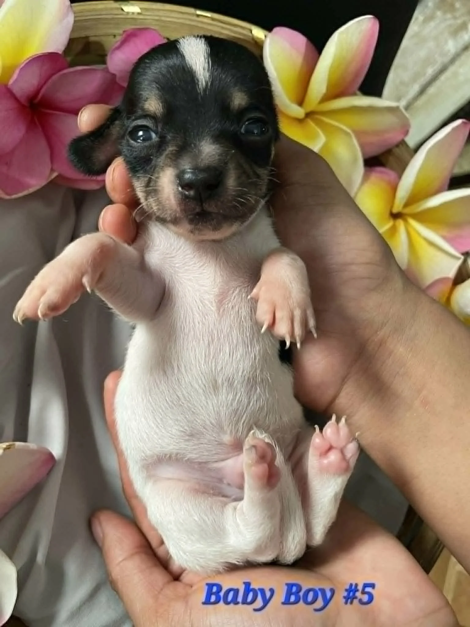 Baby Boy #5 — Puppy | Chihuahua Mix | Located in Mexico | Expected to be ready for homes in August once vaccinations are started — Sweet, curious, and growing up surrounded by love and care.

One of Kai’s puppies, this little boy is currently staying