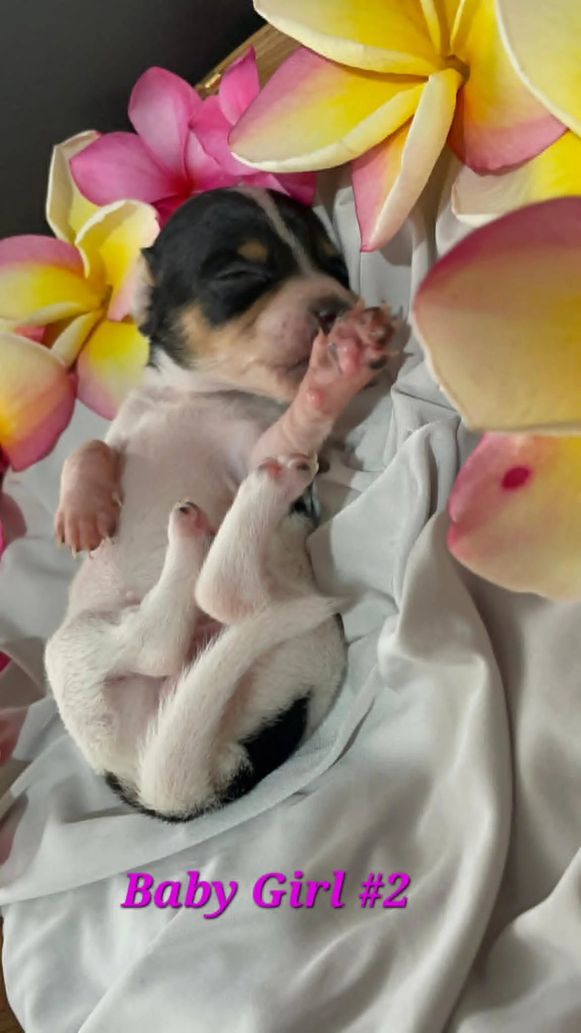 Baby Girl #2 — Puppy | Chihuahua Mix | Located in Mexico | Expected to be ready for homes in August once vaccinations are started — Sweet, delicate, and growing up surrounded by love and care.

One of Kai’s puppies, this little girl is currently stay