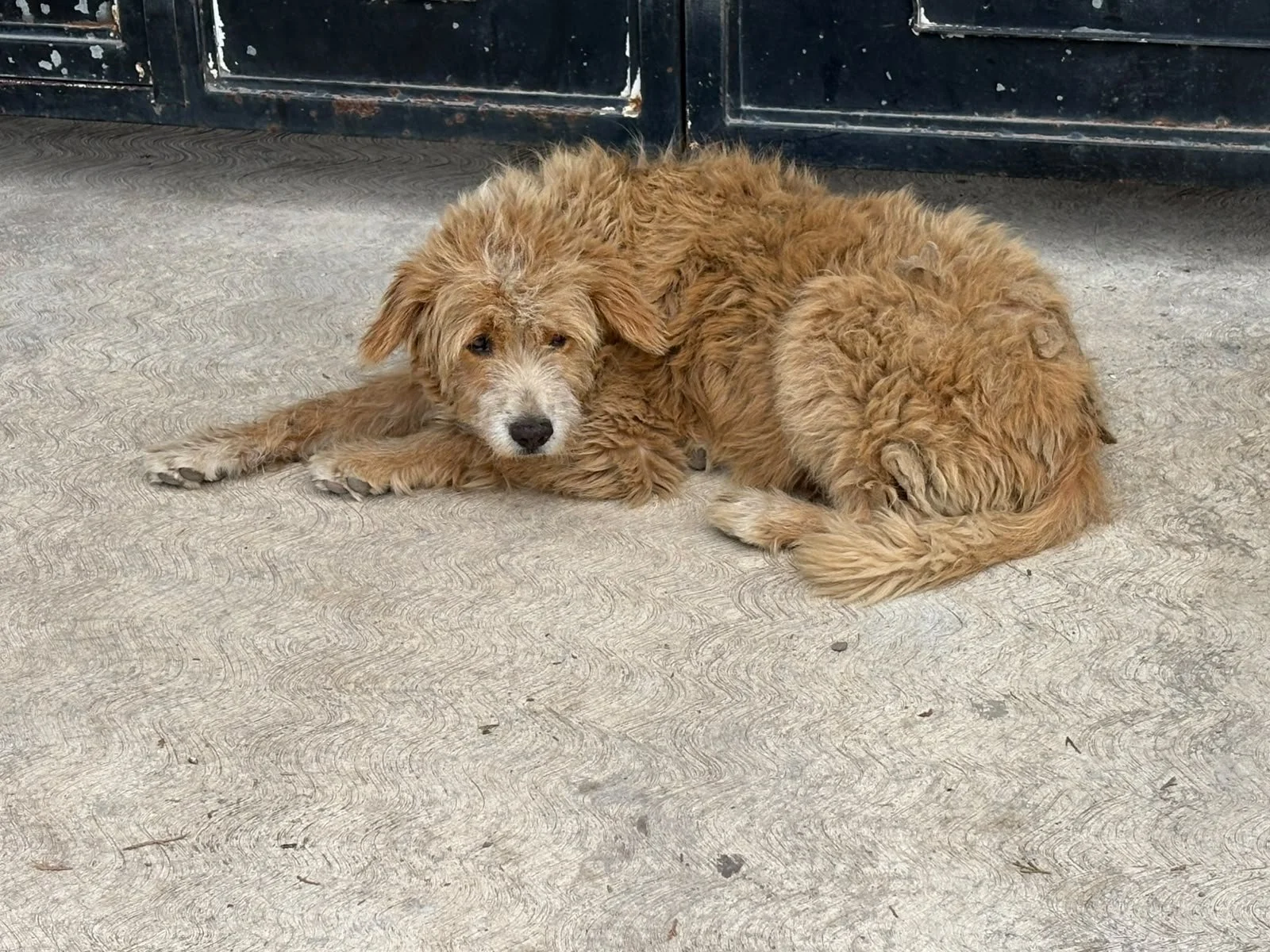 NICO — Approx. 10–11 Years | Male | Located in Mexico

Nico wasn't the dog I was supposed to notice.

I was watching a video posted by a local shelter we sometimes visit when I'm in Mendoza. They do wonderful work feeding dogs throughout their commun