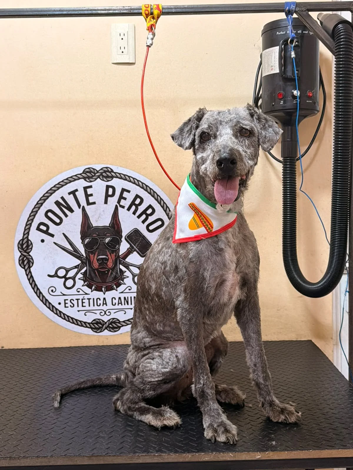 RENATA — Female | Poodle Mix | Approx. 10 Years | 16 kg | Located in Mexico

There are some dogs you see and simply cannot leave behind.

For me, Renata was one of them.

I was in Mexico when I saw her on the side of the road. Her coat was so dirty a