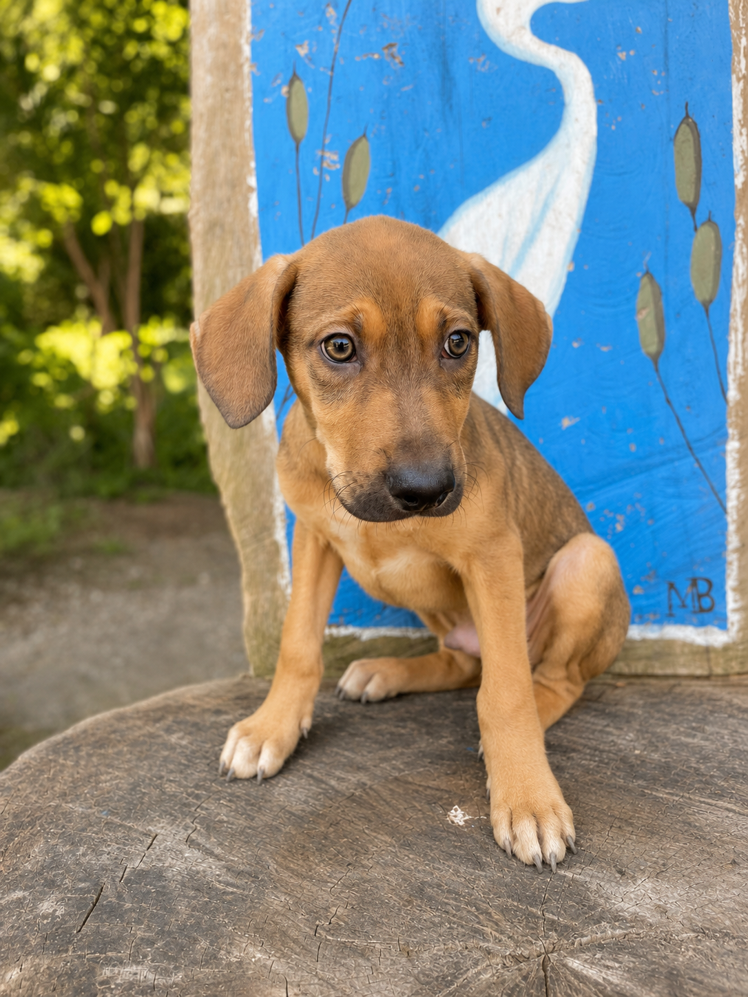 Rocki — 5.8 kg Weight updated 7/17/26   | Puppy | Mixed Breed | Located in Mexico | Ready for a family of her own

Sweet, resilient, and ready for a loving family.

Rocki was found living underneath a supermarket with his siblings. They had made thei