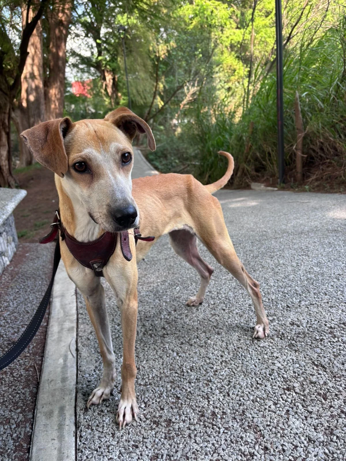 Athena —1 kg | 1yr | Small Breed Mix | Located in Mexico | Ready for the next flight to YVR — Sweet and gentle, best as the only pet
