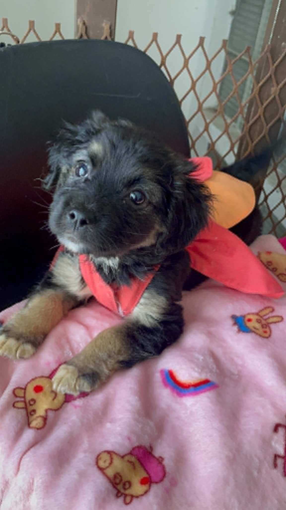 DEMI — Female Puppy | Spaniel Mix (Best Guess) | Approx. 2.6 kg | Located in Mexico

Demi’s story began alongside her brother Denny and their mom, in circumstances no puppy should have to experience.

The little family was being kept in a small, cram