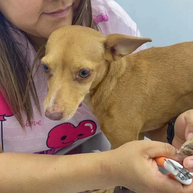ARENITA — 4 Years | 4.7 kg | Female | Located in Mexico | Currently Being Treated for Heartworm