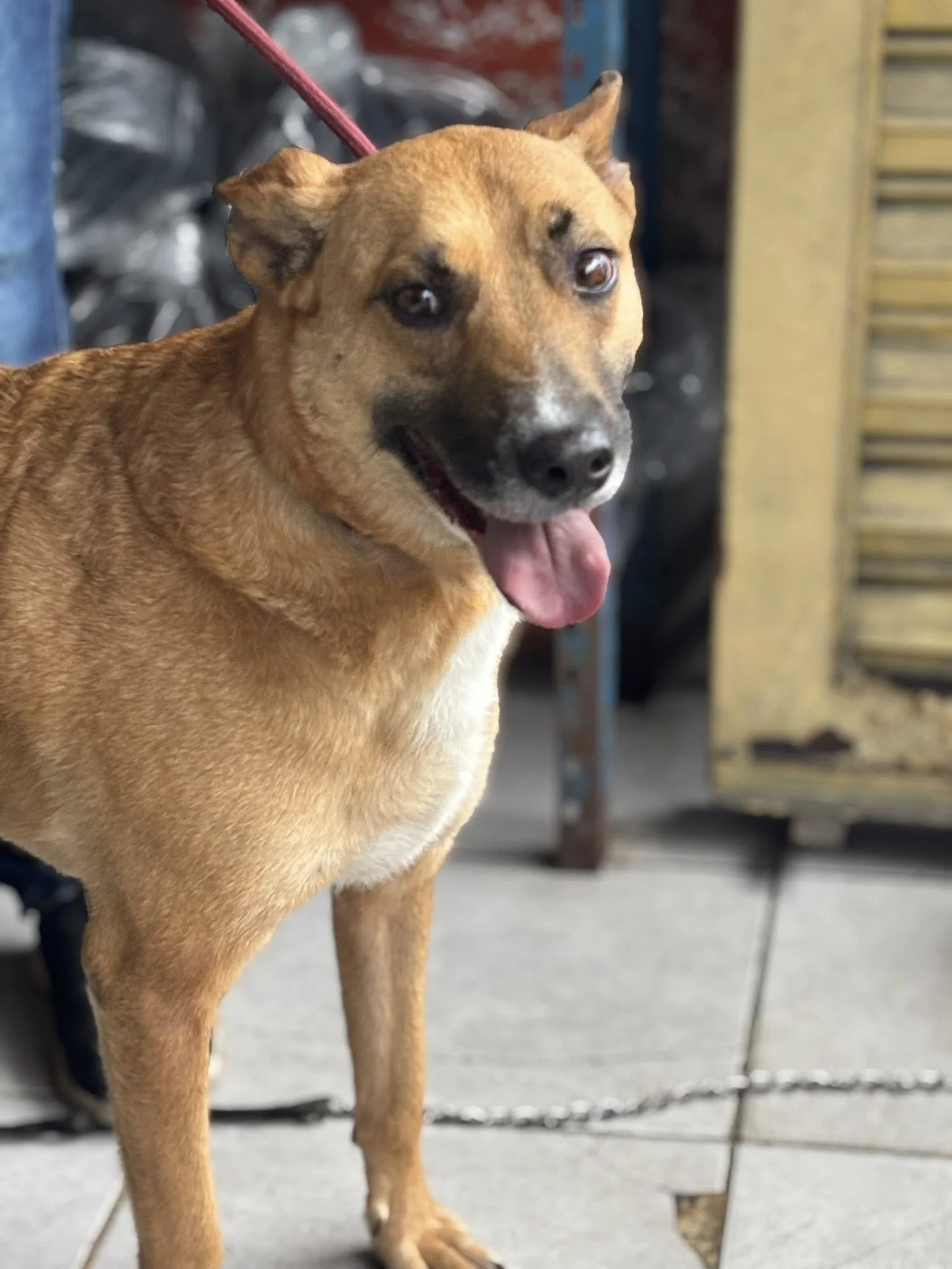 Loba —17 kg | 6yrs | Shepherd Mix | Located in Mexico | Ready for the next flight to YVR — Easygoing, good with other dogs