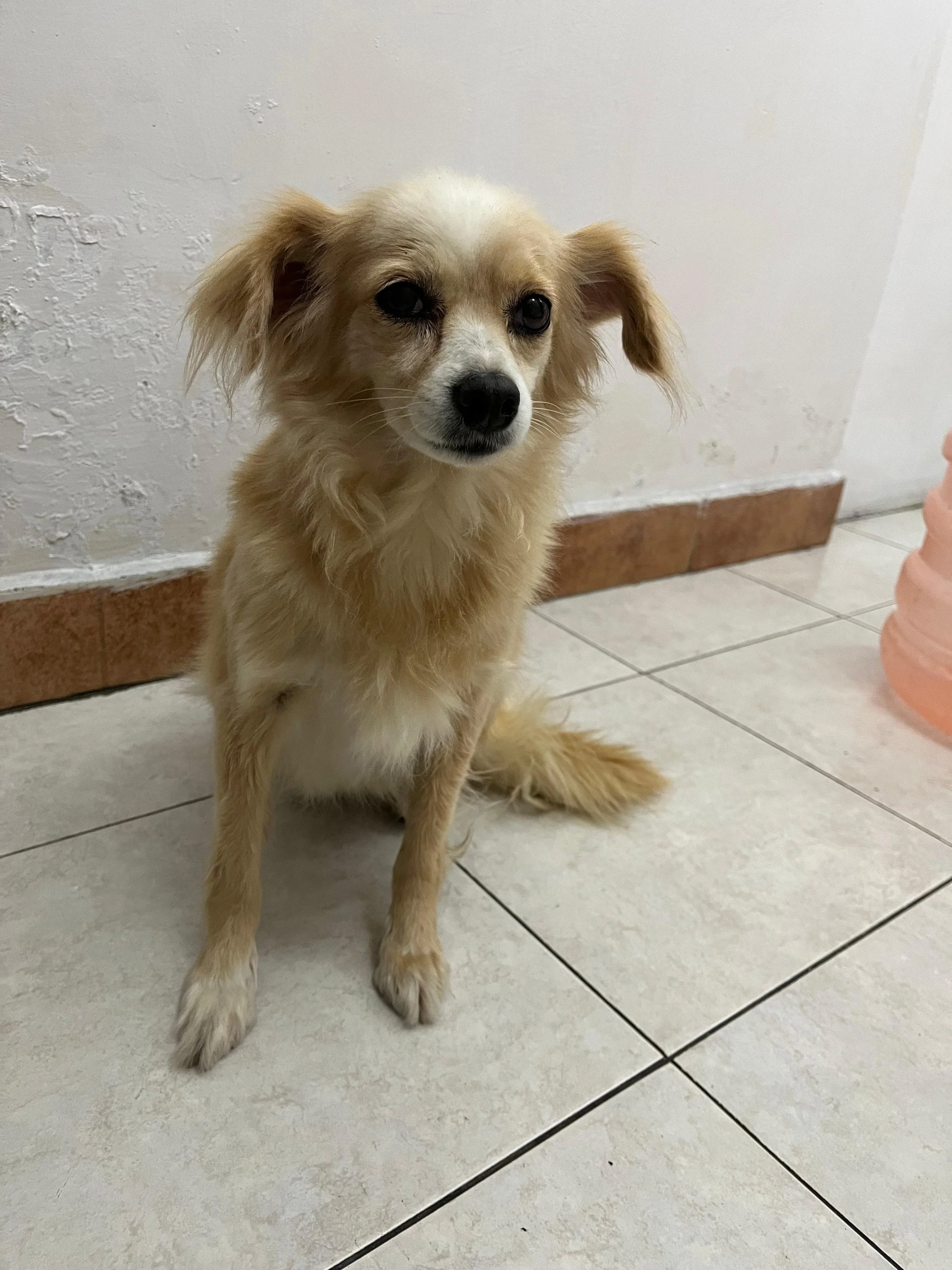 PENELOPE — 3 Years | 5.5 kg | Female | Long-Haired Chihuahua Mix | Located in Mexico

Penelope was found wandering along Calzada Morelos in Córdoba, Veracruz.

Someone saw this little girl out on the street and reached out for help. Thankfully, Yara 