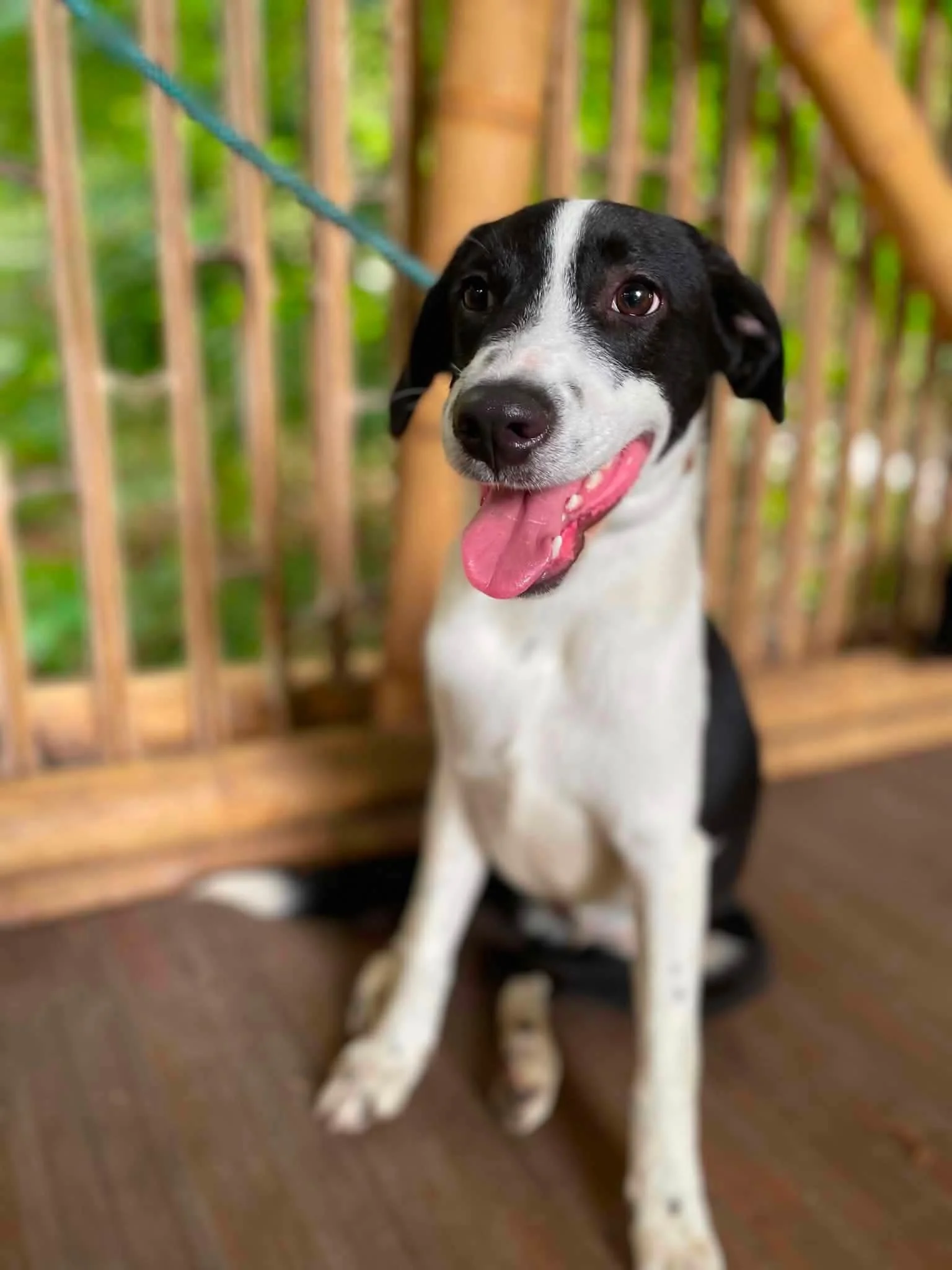 Tommy — 7 months | Located in Mexico | 13.4 KG | Ready for the next flight to YVR — Sweet, cuddly, and hoping to follow in his brother's pawprints.

If Asher's story touched your heart, then we are excited to introduce his brother, Tommy.

Currently 
