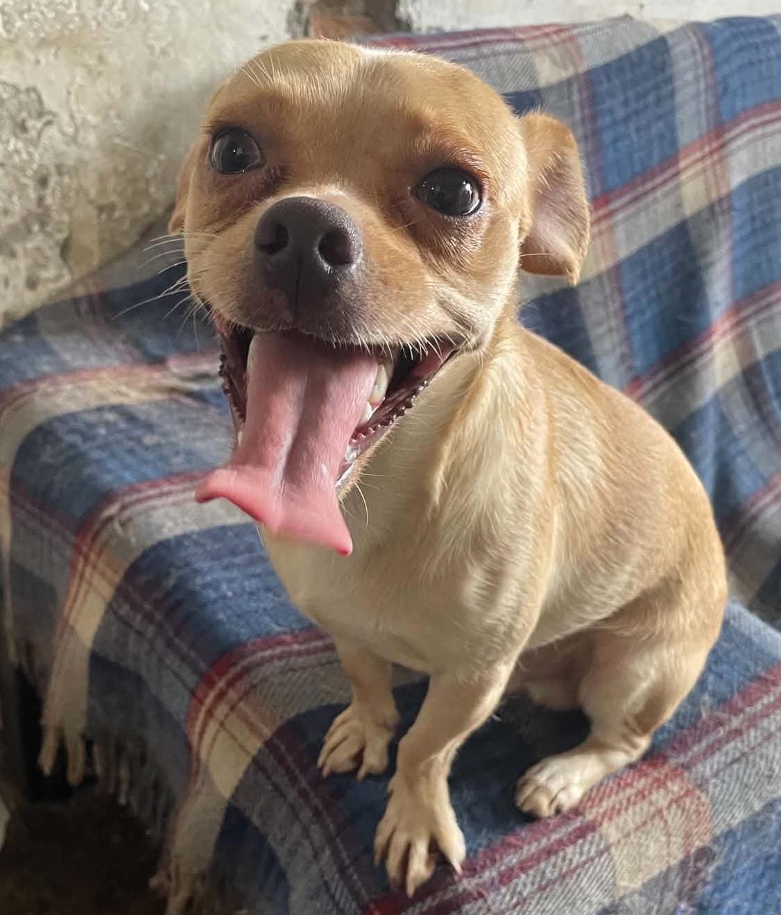 RAYO — 1 Year | 10 kg | Male | Chihuahua Mix | Located in Mexico | Ready for the next flight to YVR

Some dogs make you wonder if they somehow know their life has just changed.

Rayo was one of those dogs for me.

While I was in Mexico, Yara and I we