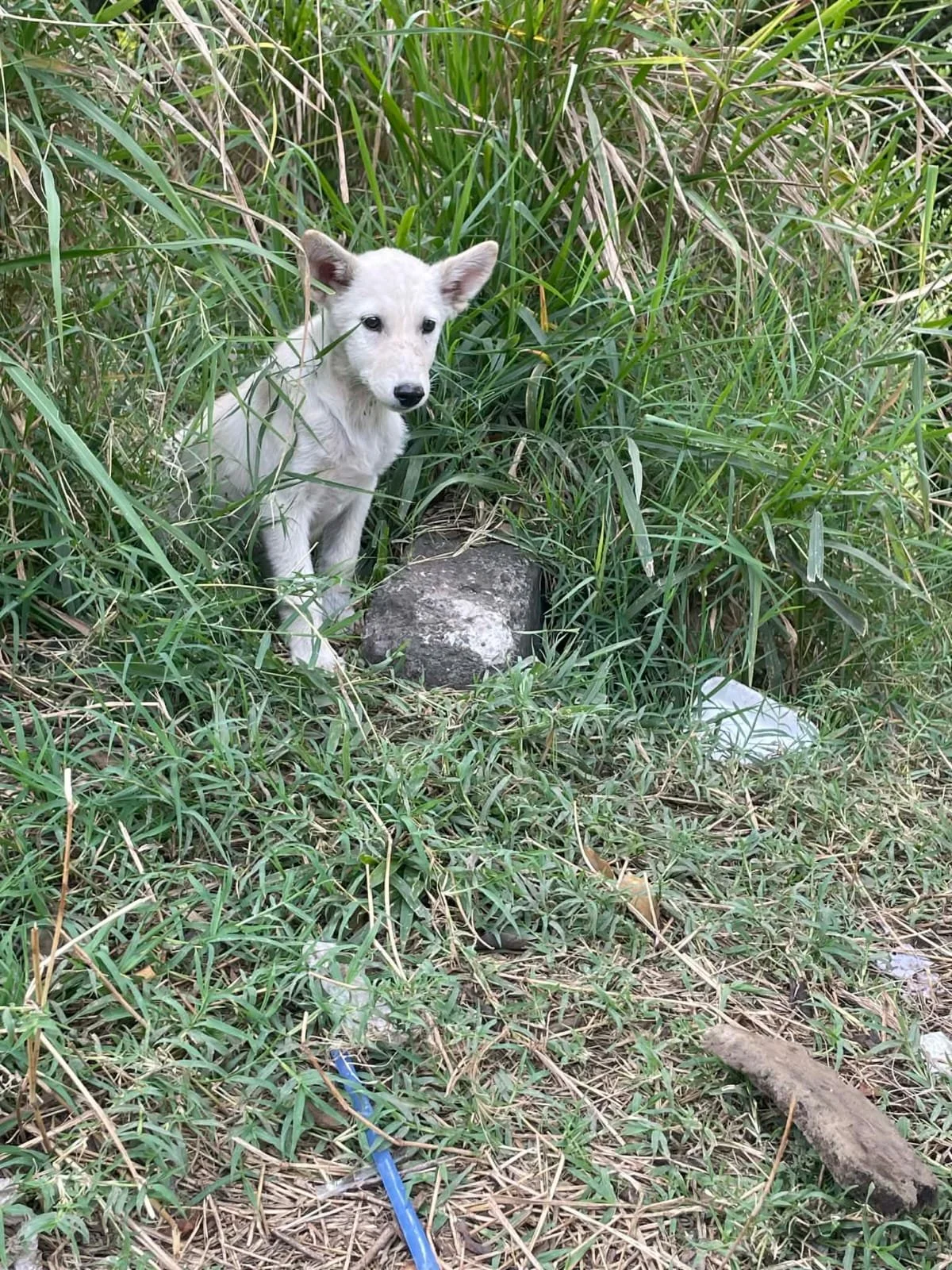 Shiver — 10 kg | 1 Year Old | Female | Located in Mexico | Ready for a Family of Her Own

Gentle, resilient, and hoping for the chance to discover what it feels like to be loved.

Shiver was found living on the streets with her mother near a busy roa