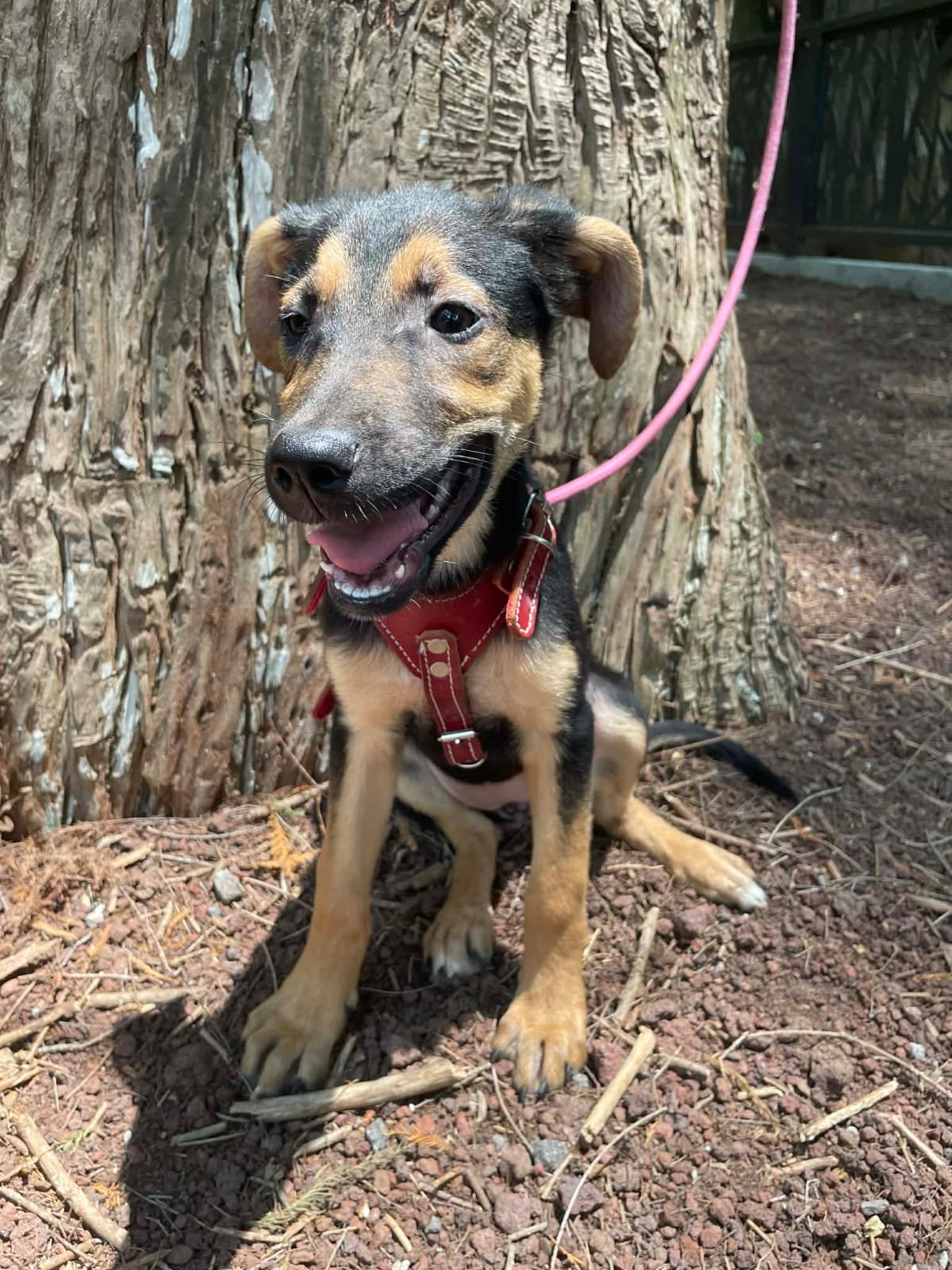 Foxy — Mixed Shepherd | Approx.5 months | 6.4 kg Years | Located in Mexico | Ready for the next flight to YVR — Gentle, sweet, and quietly resilient. Foxy was found wandering the streets near a food distribution center while suffering from an eye inf
