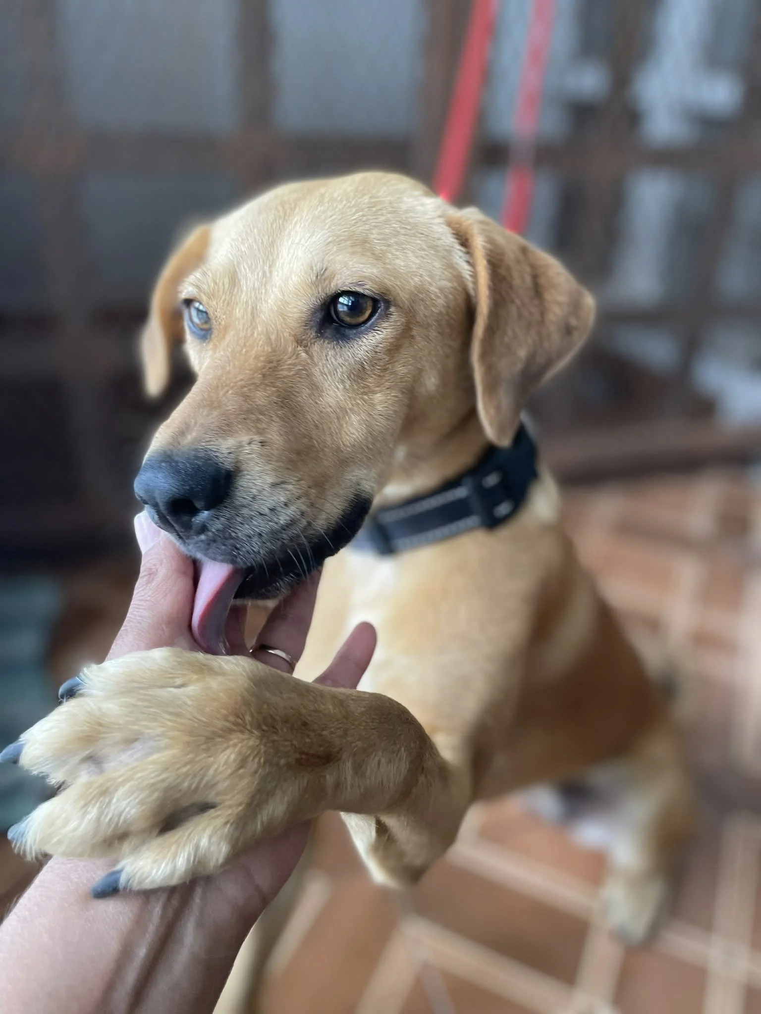 Cookie —16 kg | 1yr | Mixed Breed | Located in Mexico | Ready for the next flight to YVR — Gentle, loving and resilient —best in a home with no cats