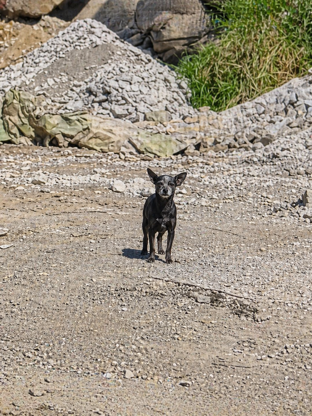 Sakura —
In Ojo Zarco, she stayed hidden in a gravel field near the road — too scared to come close, she had to be gently trapped overnight so she could finally be safe.