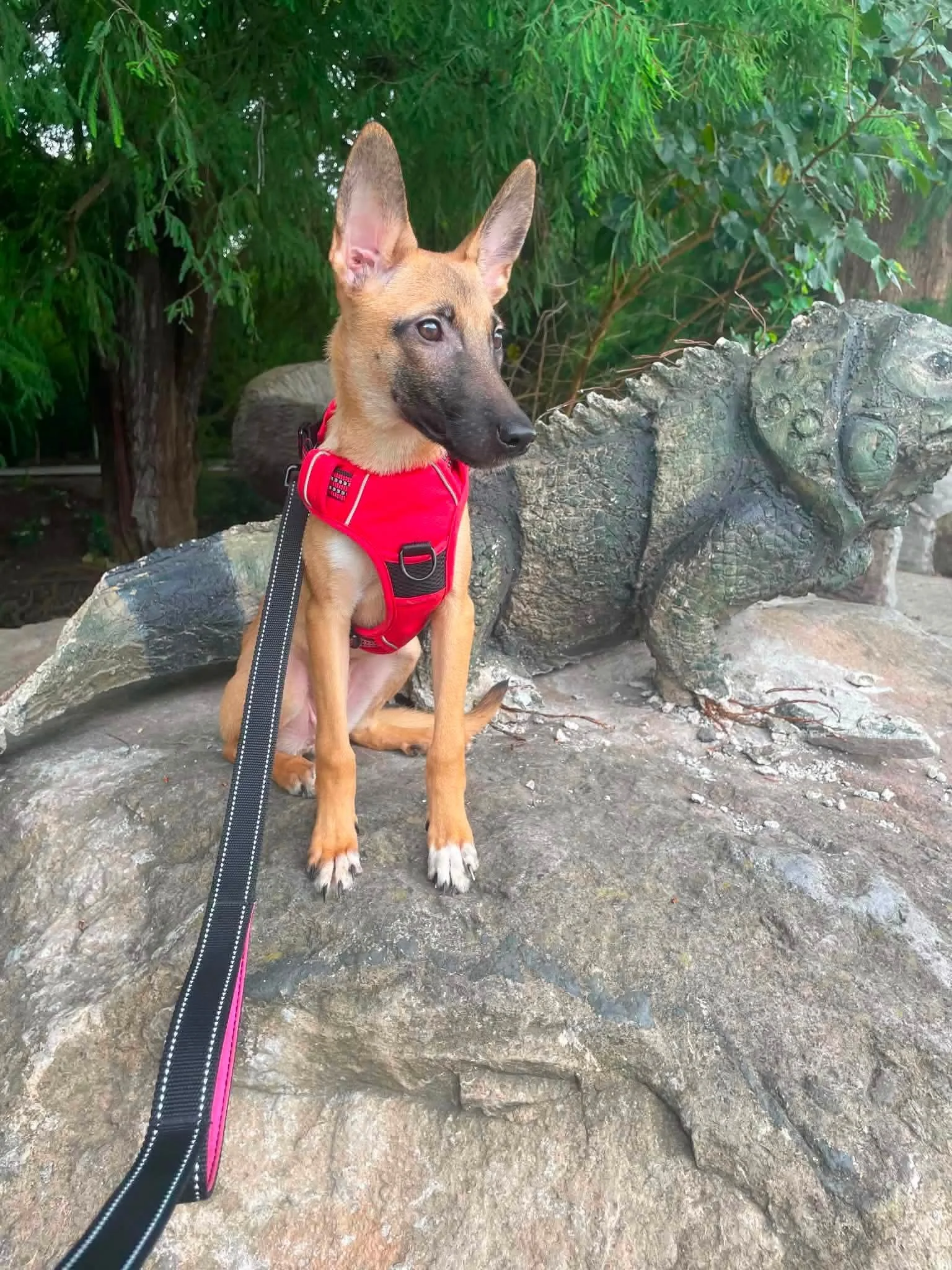ESTRELLA — Female Puppy | Mixed Breed | Approx. 6.3 kg | Located in Mexico

Estrella was rescued with her siblings after they were found in danger near the river. Yara stepped in quickly to bring them into her care, where they received veterinary att