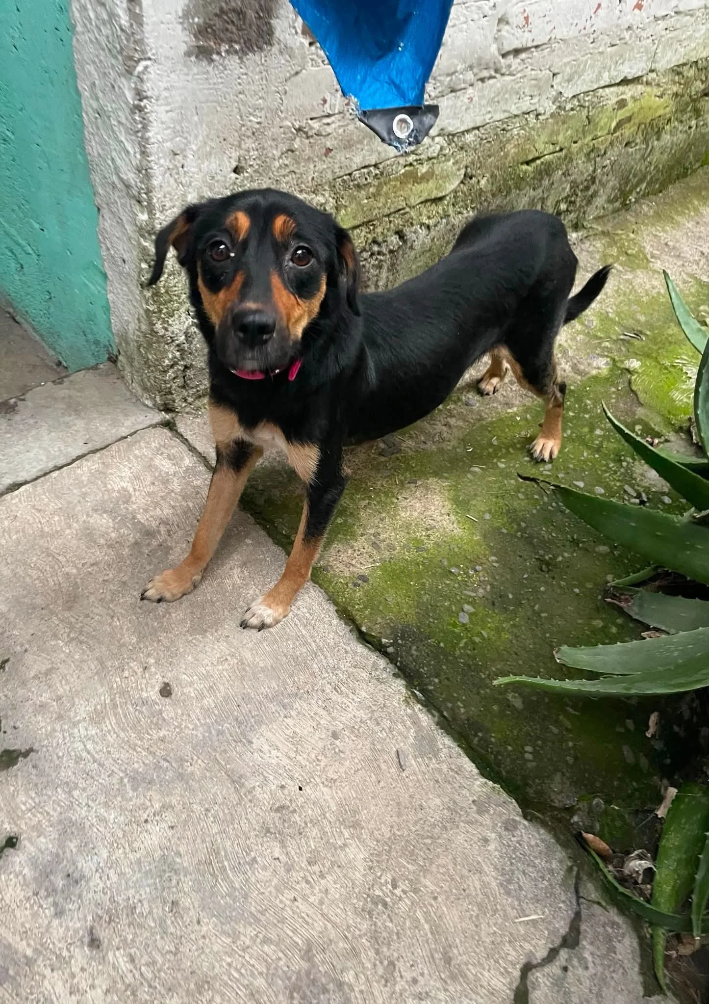 ARIA — 1 Year | 10 kg | Female | Mixed Breed | Located in Mexico

Aria came to Yara's attention after she learned about a young mother dog living with her babies in a very confined space.

Yara spoke with the family and was eventually able to convinc