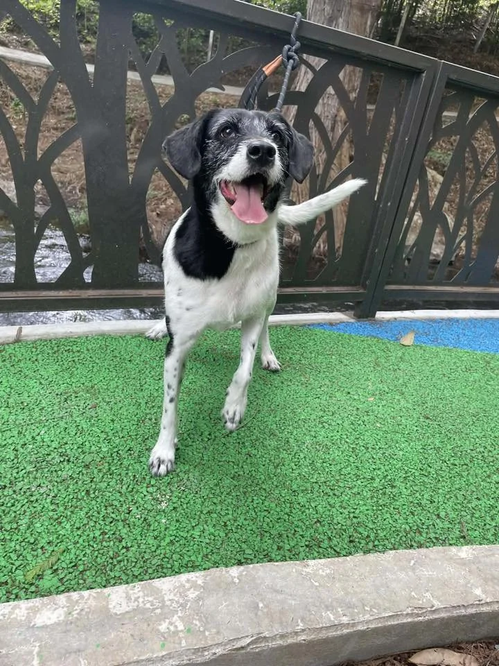 Oreo —14 kg | 5yrs | Terrier Mix | Located in Mexico | Ready for the next flight to YVR — Calm and affectionate

