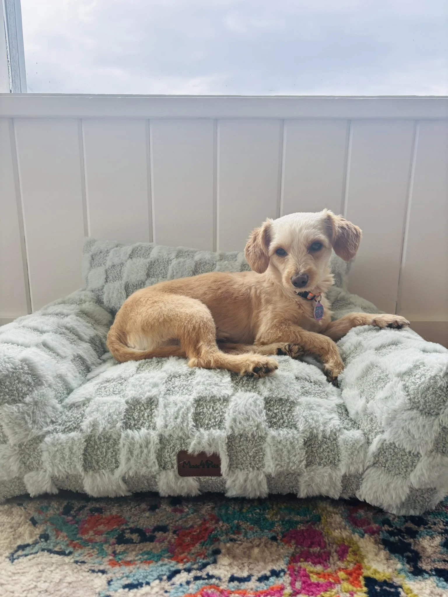 Milo —Now safe, cared for, and living on the Sunshine Coast. He's now somebody's everything. 