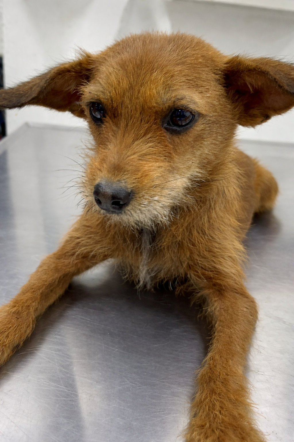 Mila —7.5 kg | 2yrs | Chihuahua/Terrier Mix | Located in Mexico | Ready for the next flight to YVR — Gentle, affectionate, and loving