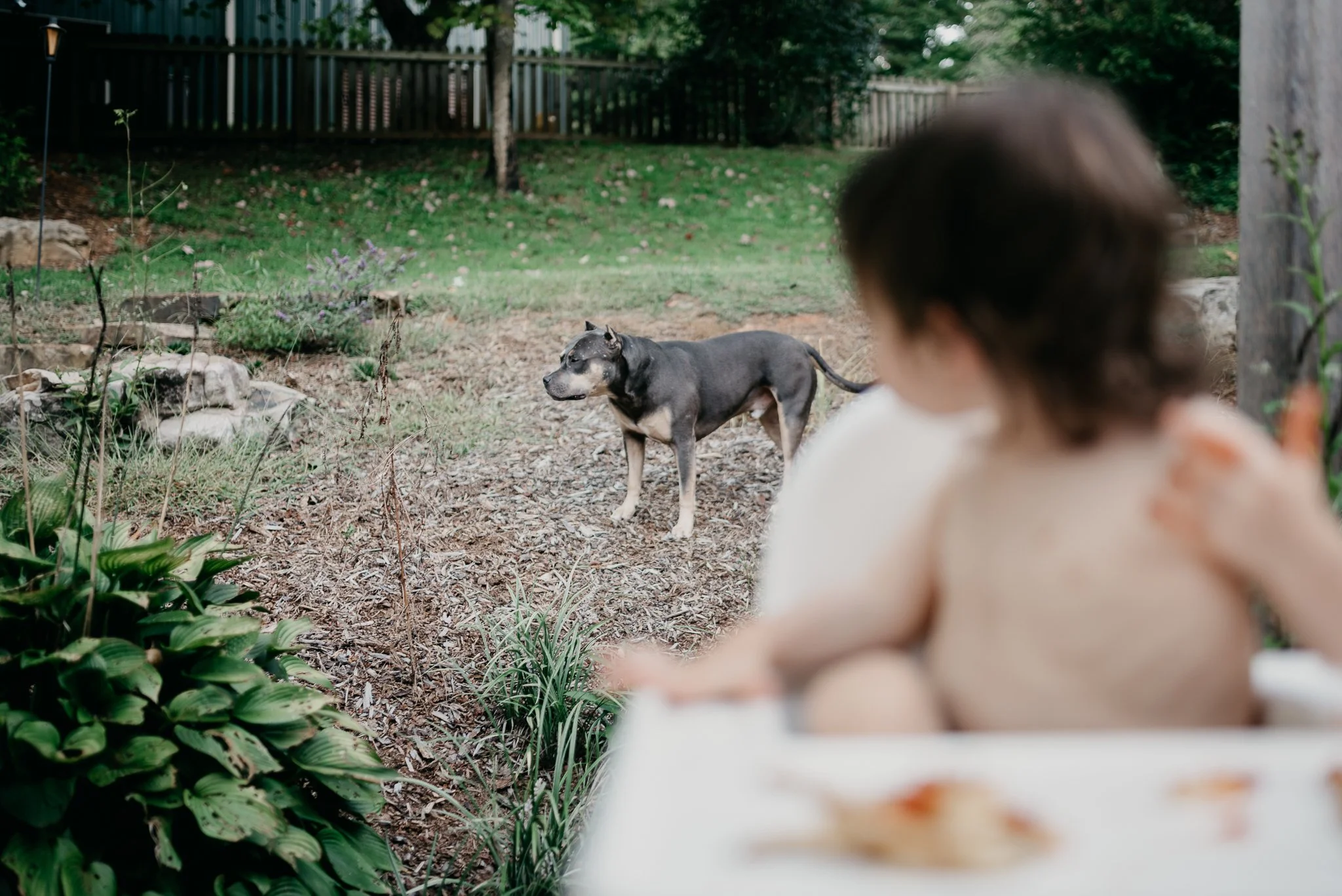 A young girl sitting outside in a garden watching a small black and tan dog. The background includes a wooden fence, green trees, and garden plants.