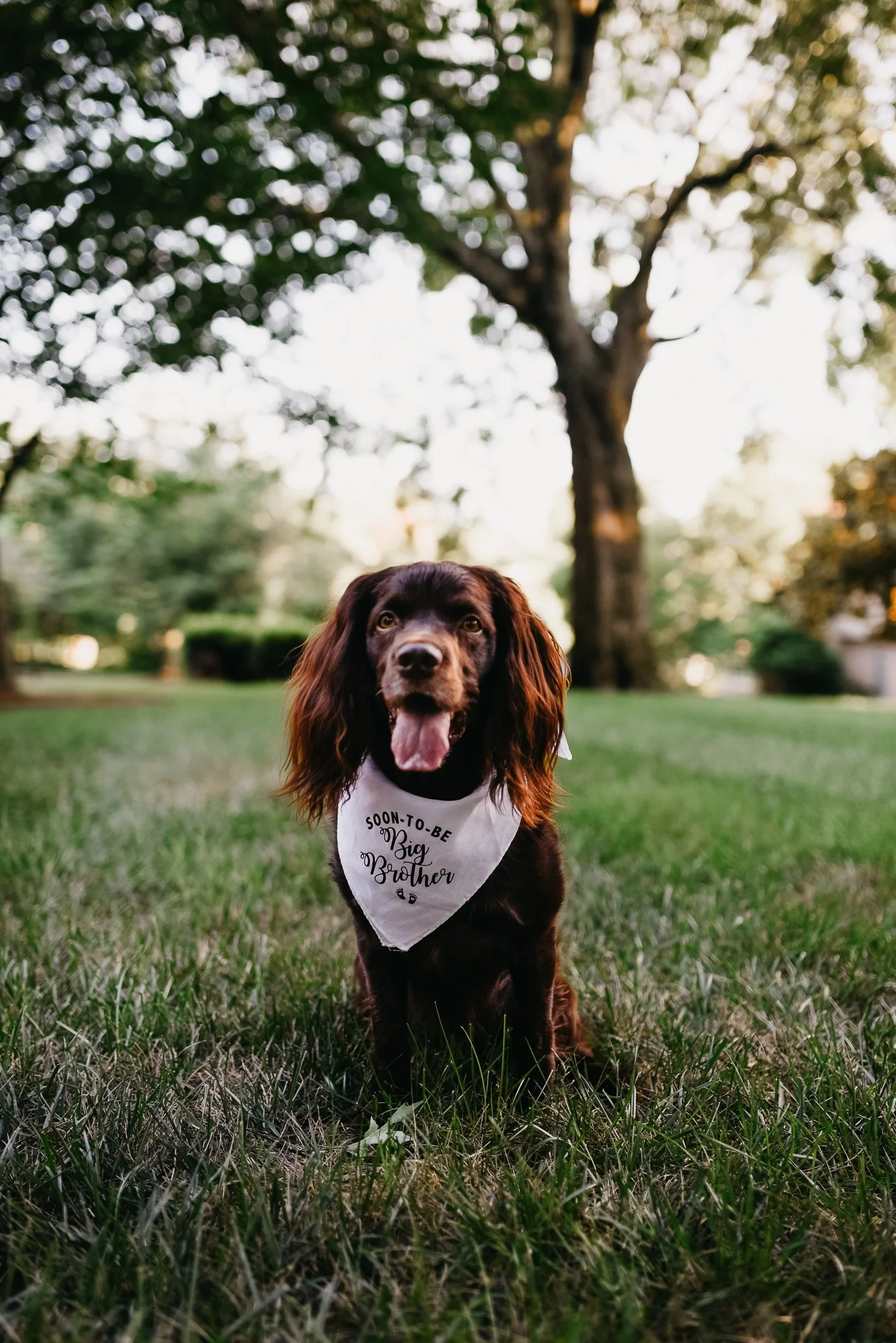 A brown dog with a white bandana around its neck standing on grass in a park, with trees and a bright sky in the background.