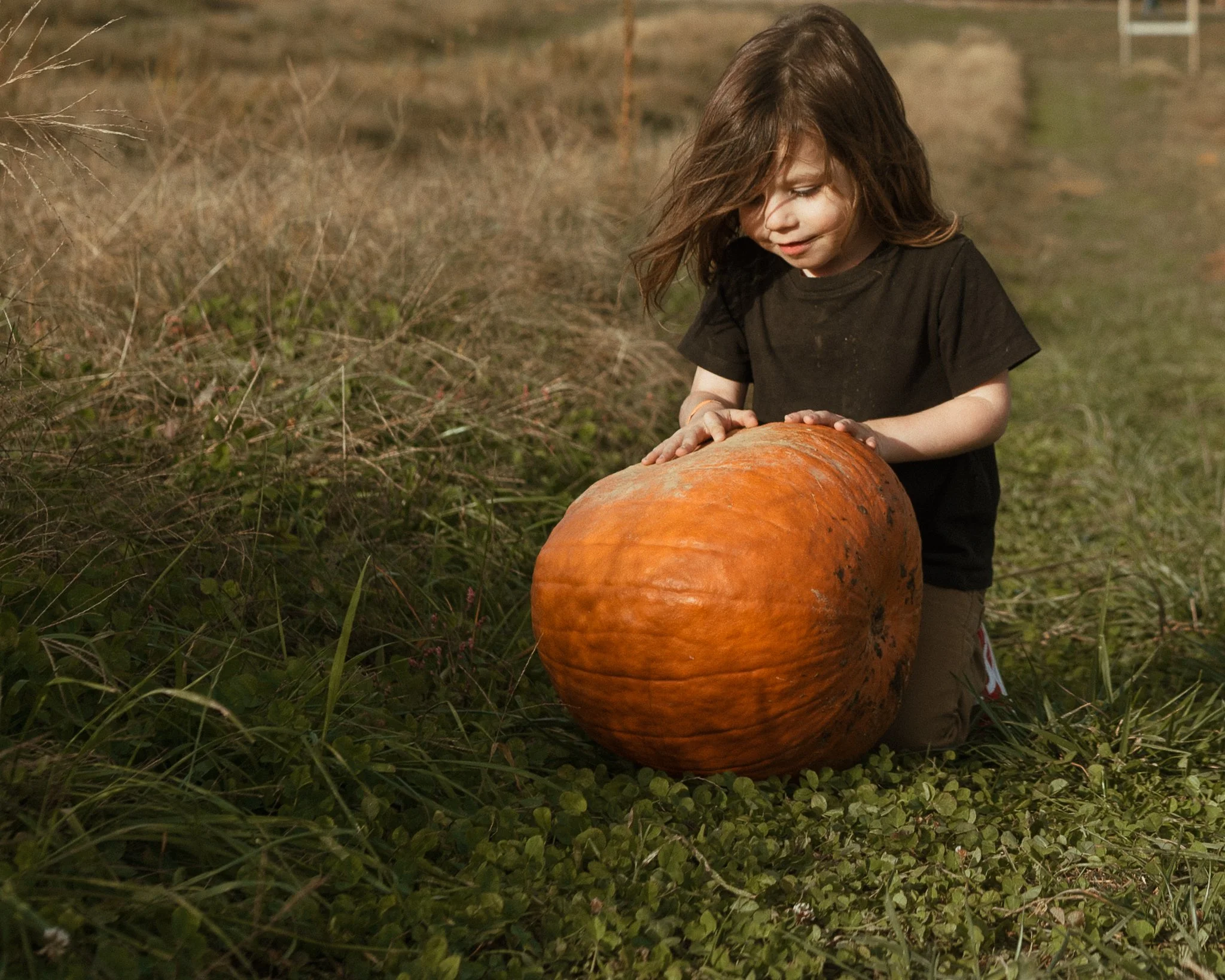 A young girl with brown hair and a black t-shirt is placing her hands on a large orange pumpkin in an outdoor field during daytime.