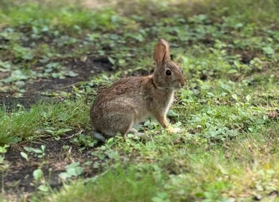 Eastern Cottontail Artwork Original wildlife illustration by Jillian Grace Studio featuring an eastern cottontail rabbit, inspired by the native wildlife of Long Island.