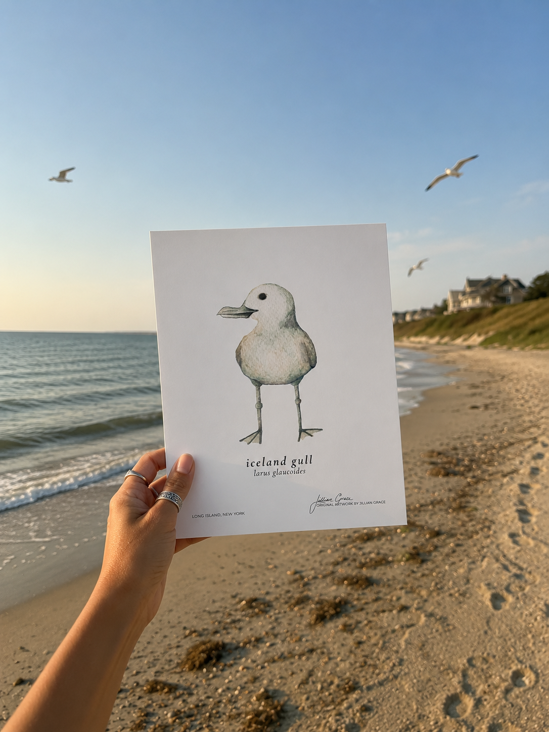 Coastal Seagull Artwork Original coastal wildlife artwork by Jillian Grace Studio featuring a seagull by the shore, created in a soft, natural watercolor style inspired by the Long Island coast.