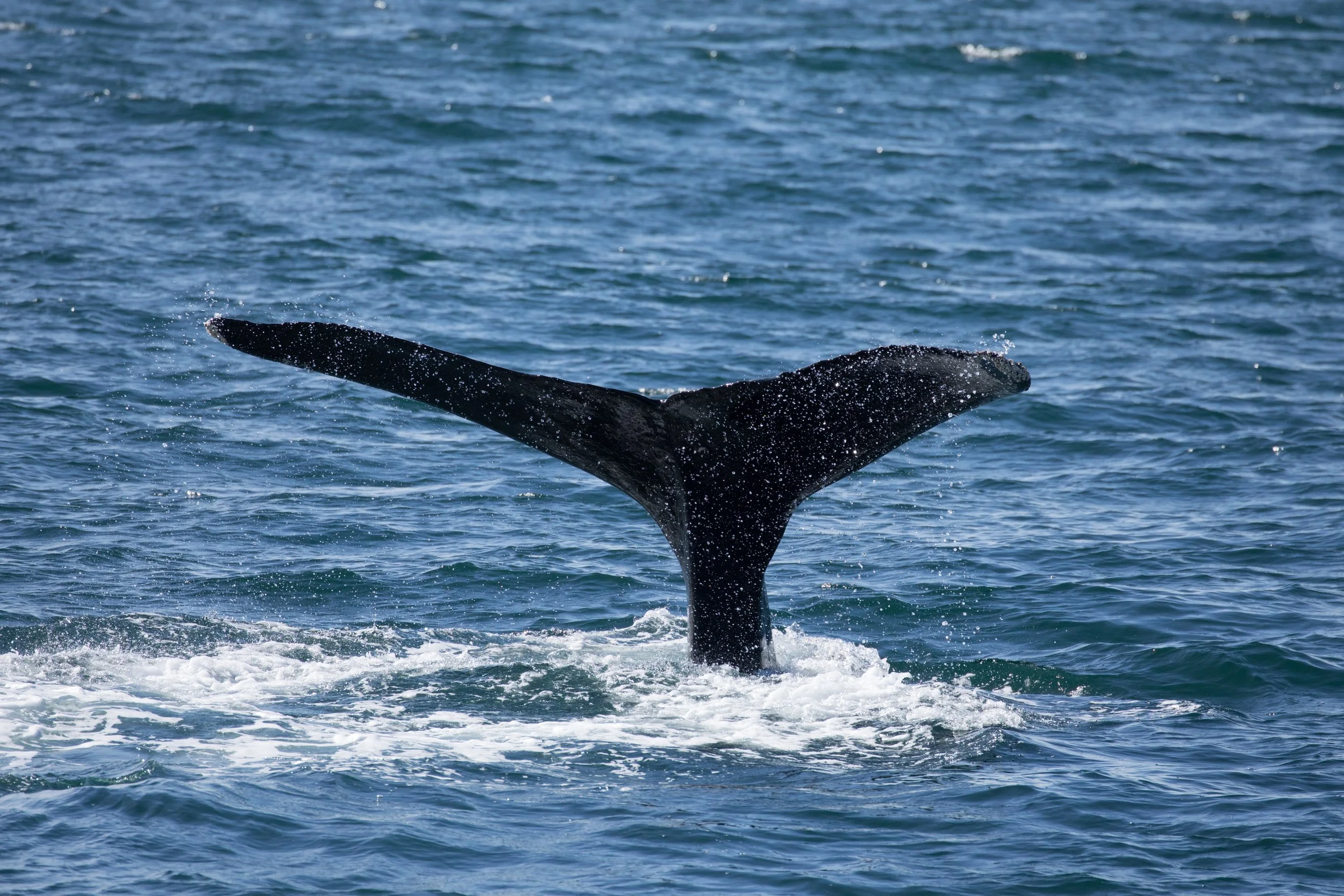 The tail of a large whale, likely a humpback, rising from the ocean water with a splash, showing part of its dark, textured body.