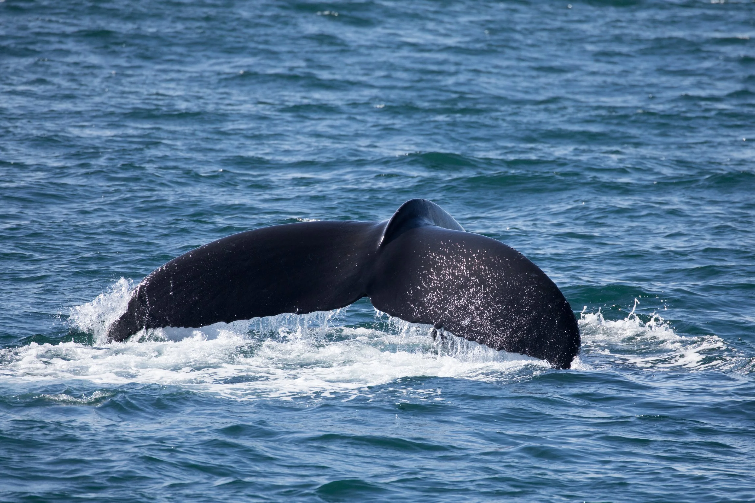 The back of a whale surfacing through ocean waves.