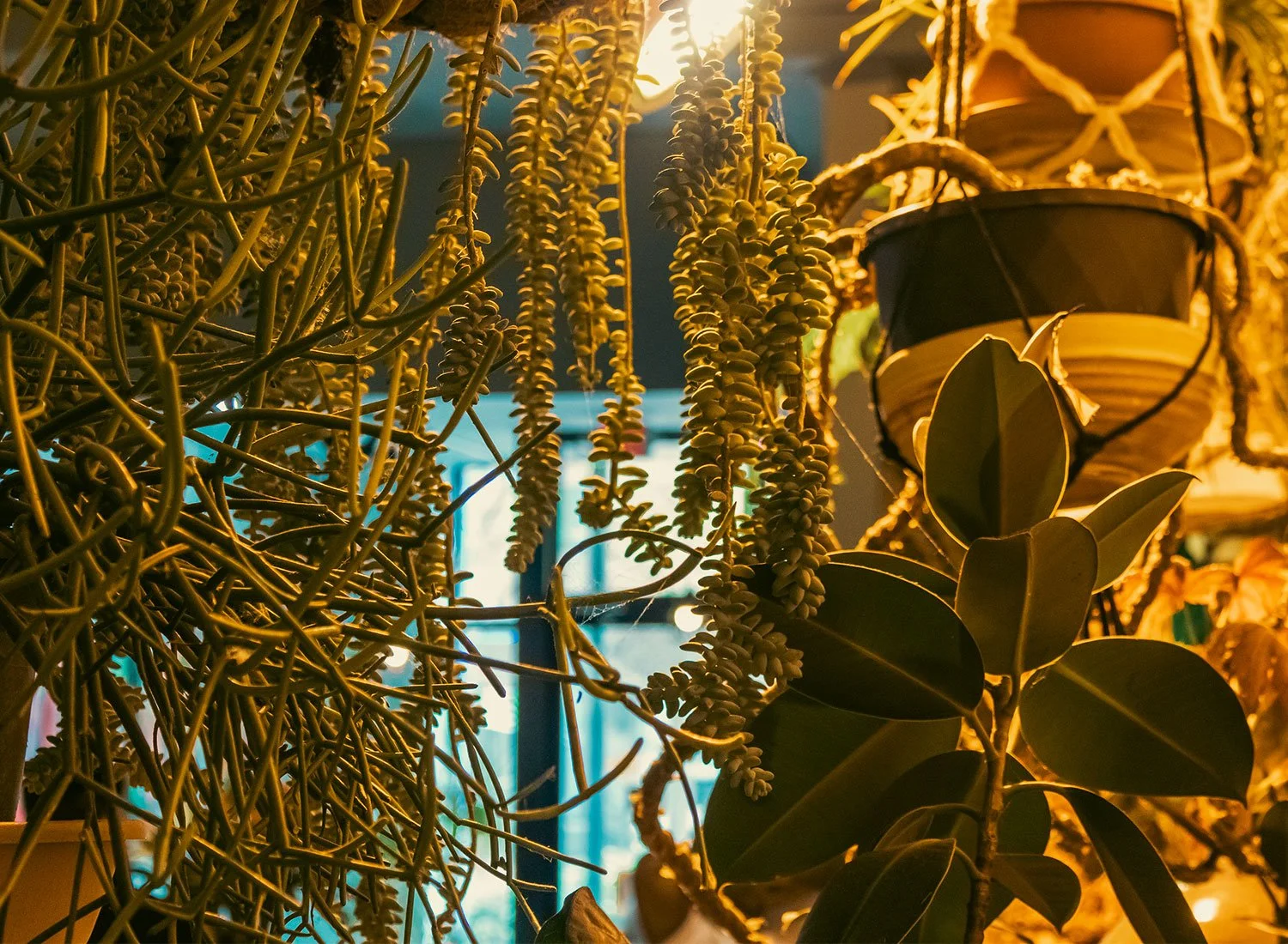 Plant Wall