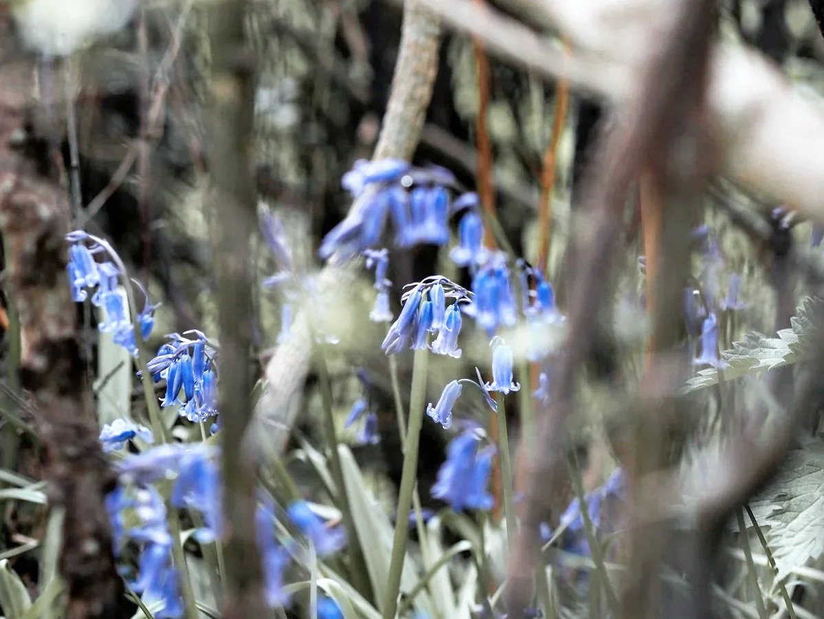 Bluebell flowers in a forest setting, surrounded by twigs, branches, and undergrowth.
