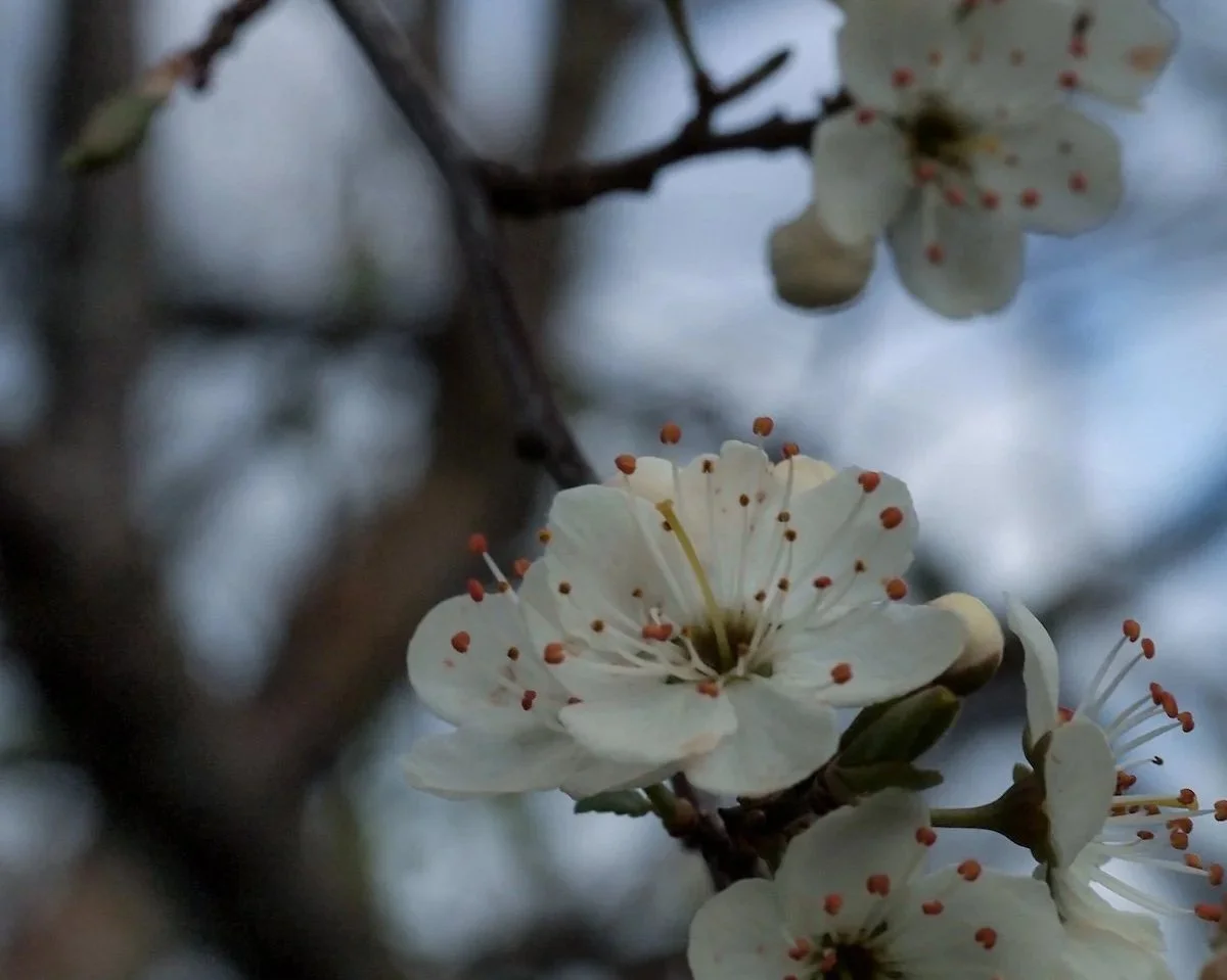 Close-up of white blossoms on a tree branch with blurred background.