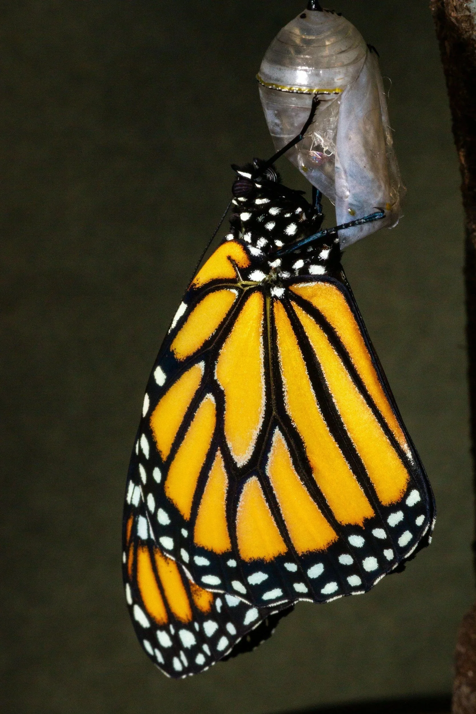 A monarch butterfly emerging from its chrysalis, hanging from a piece of wood.