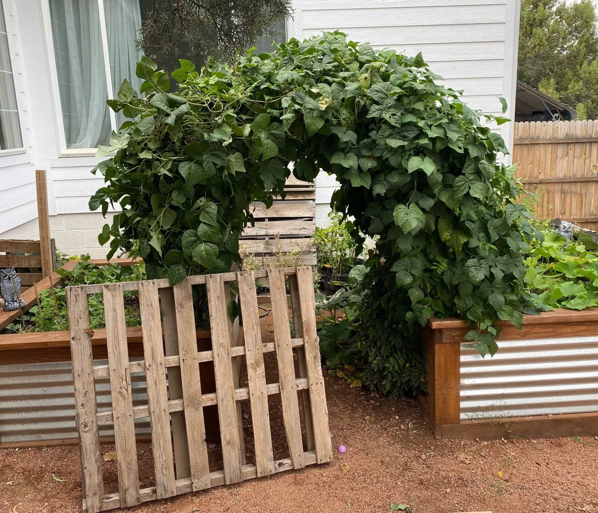 Gator Home Services- Payson- Garden After Pic with raised beds built from Corrugated Metal and 2x6s, a trellis built from hog fence making a hallway with peas growing on it.