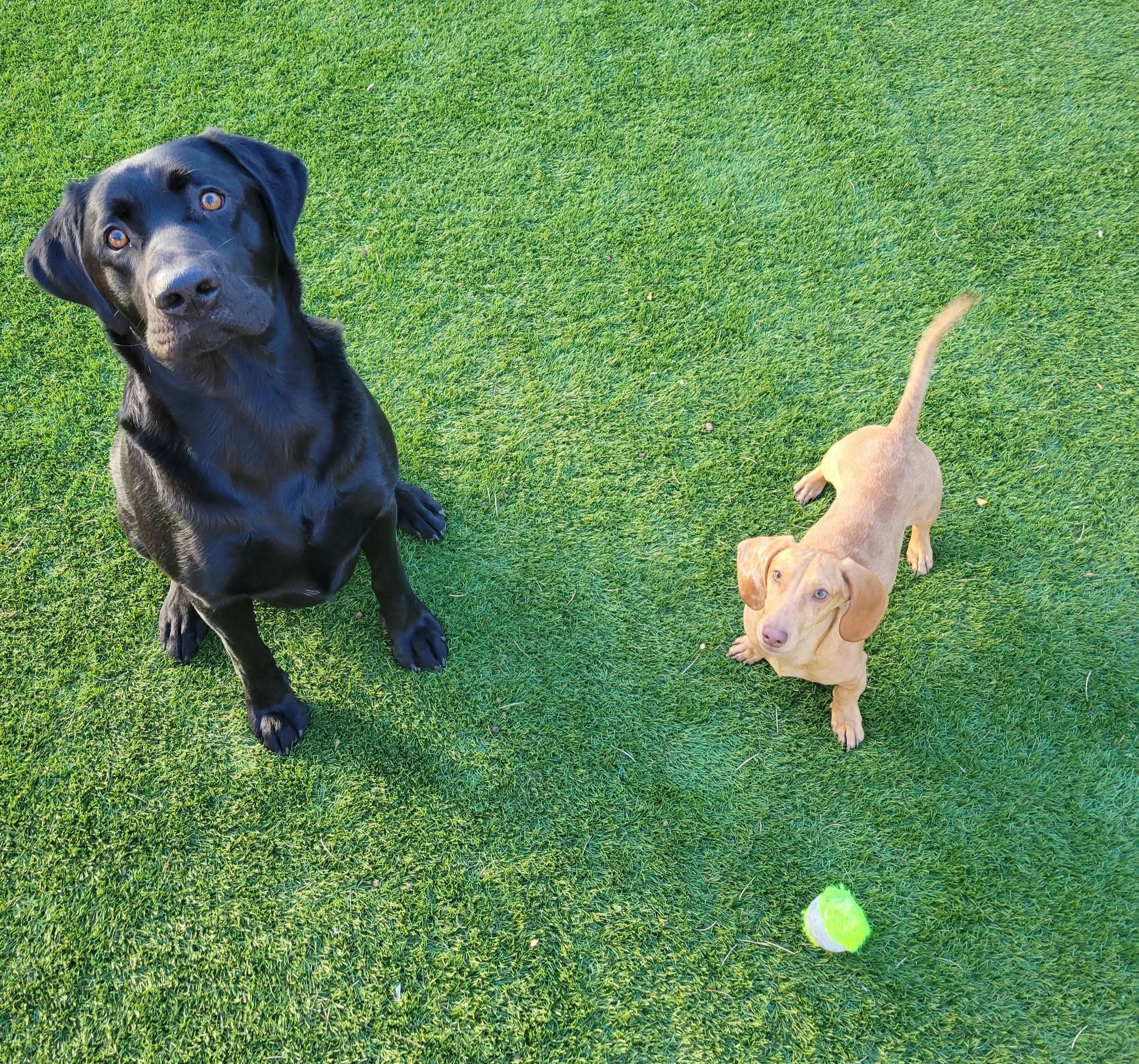 Gator's Home Services - Payson, AZ - Gator and Bisquit- A black lab and a dachsund on newly installed turf from a backyard makeover