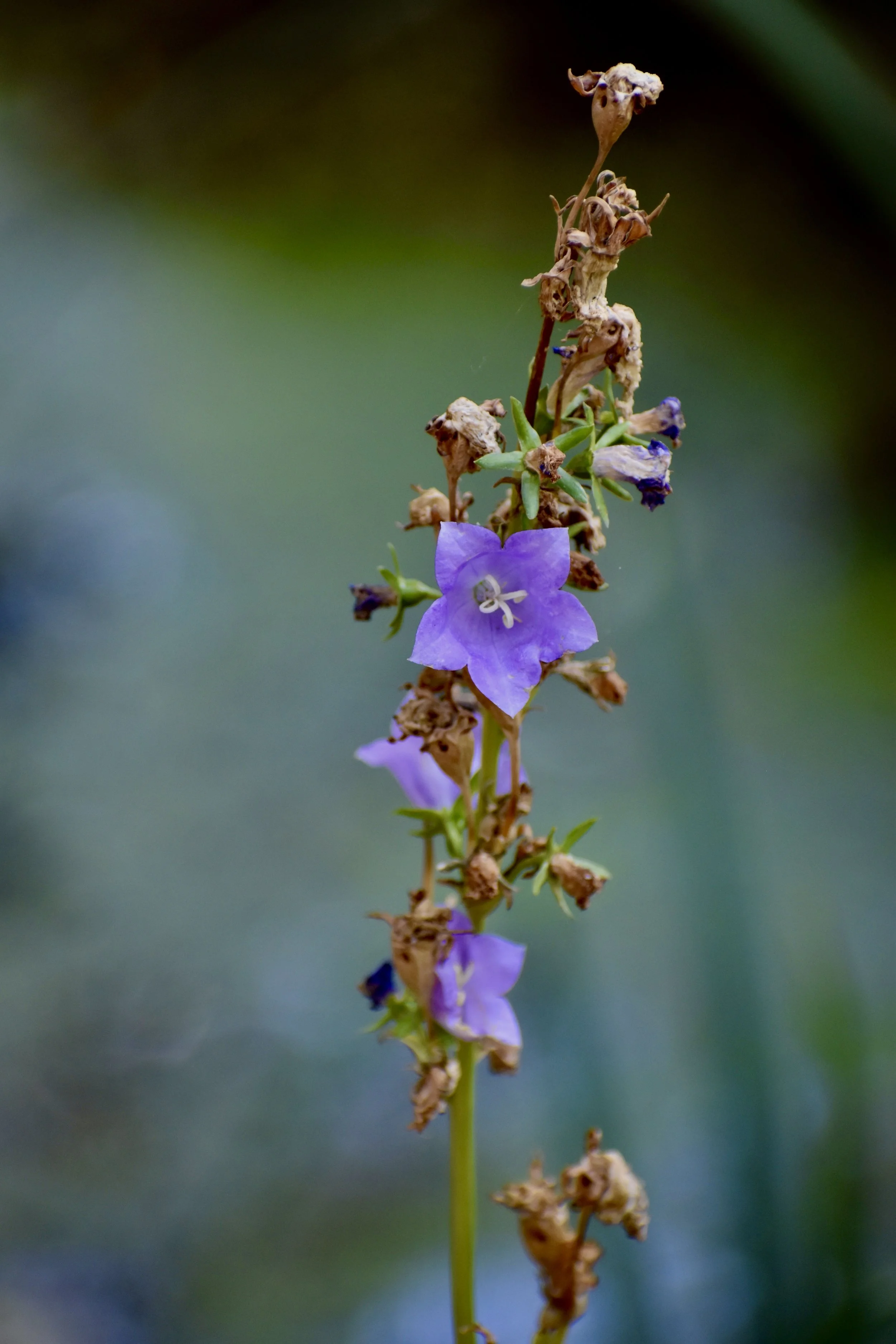 DSC_0191.JPG
