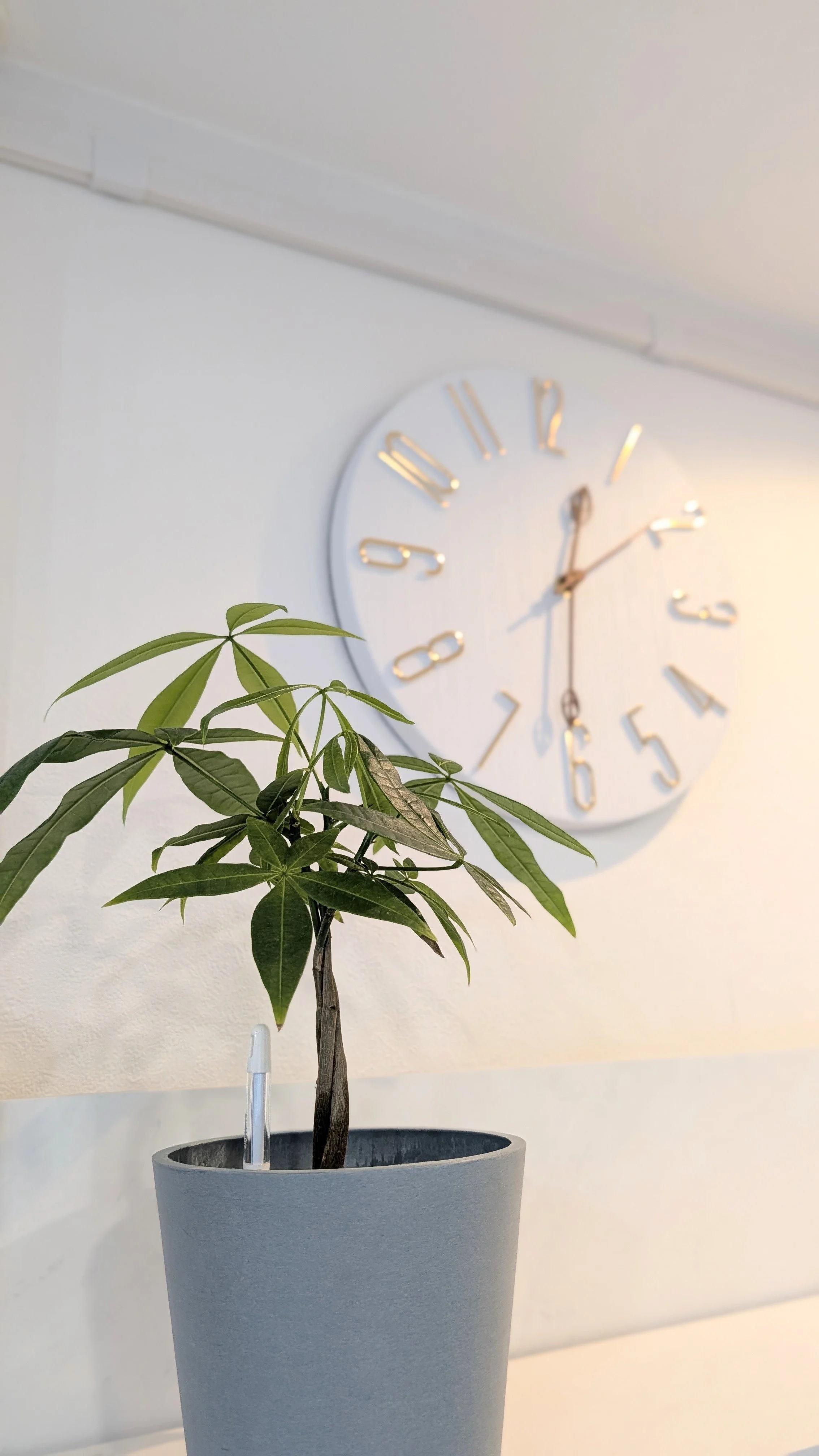 白い壁に掛けられた白と金色の時計と、灰色の花瓶に入った植物