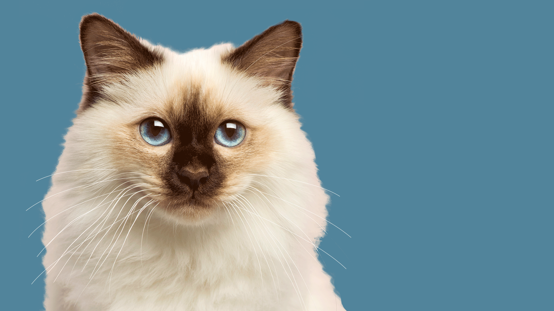 2022-03-23-science-animal-emotions.gif
